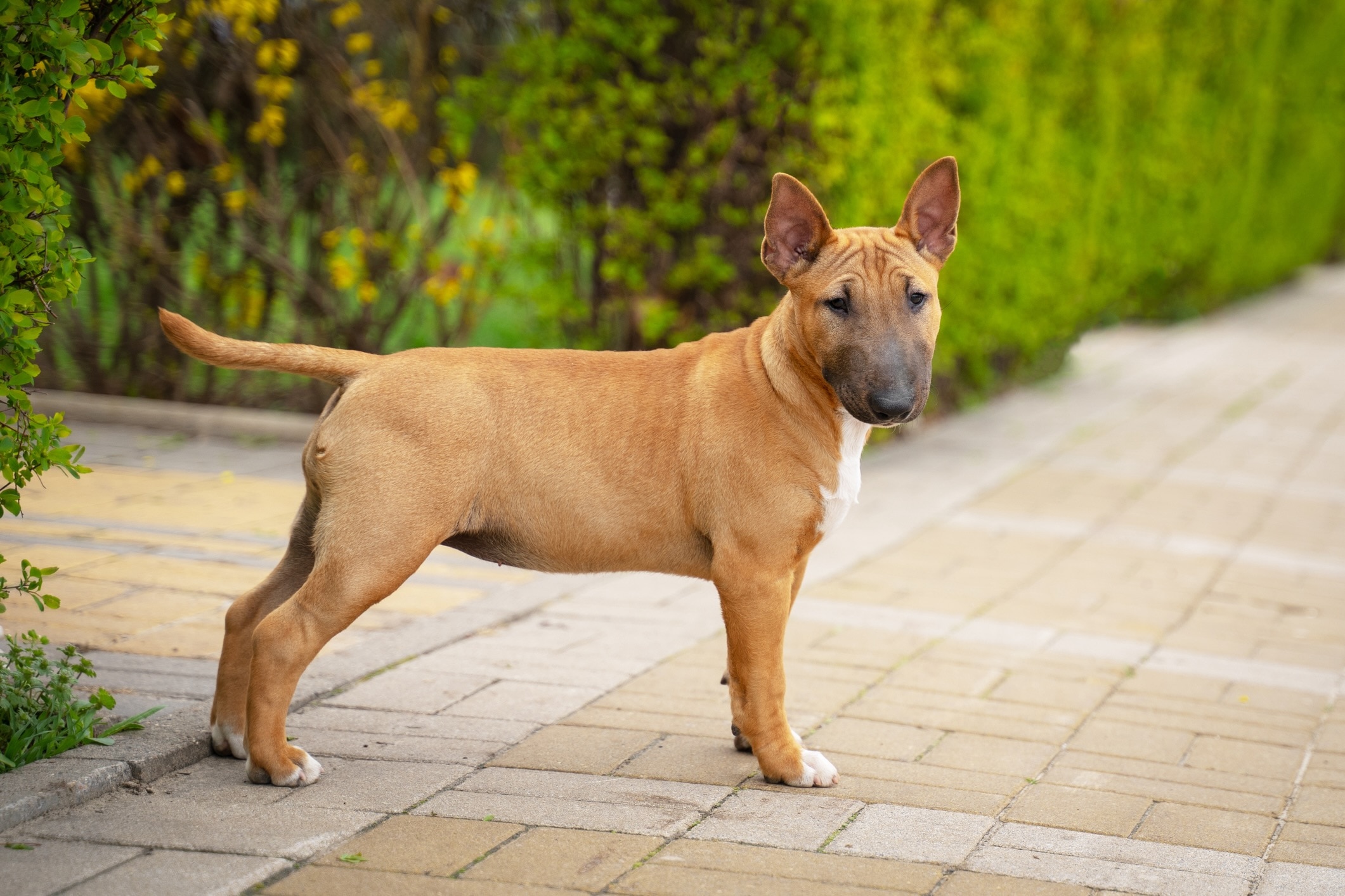 red miniature bull terrier standing on a walking path at a park