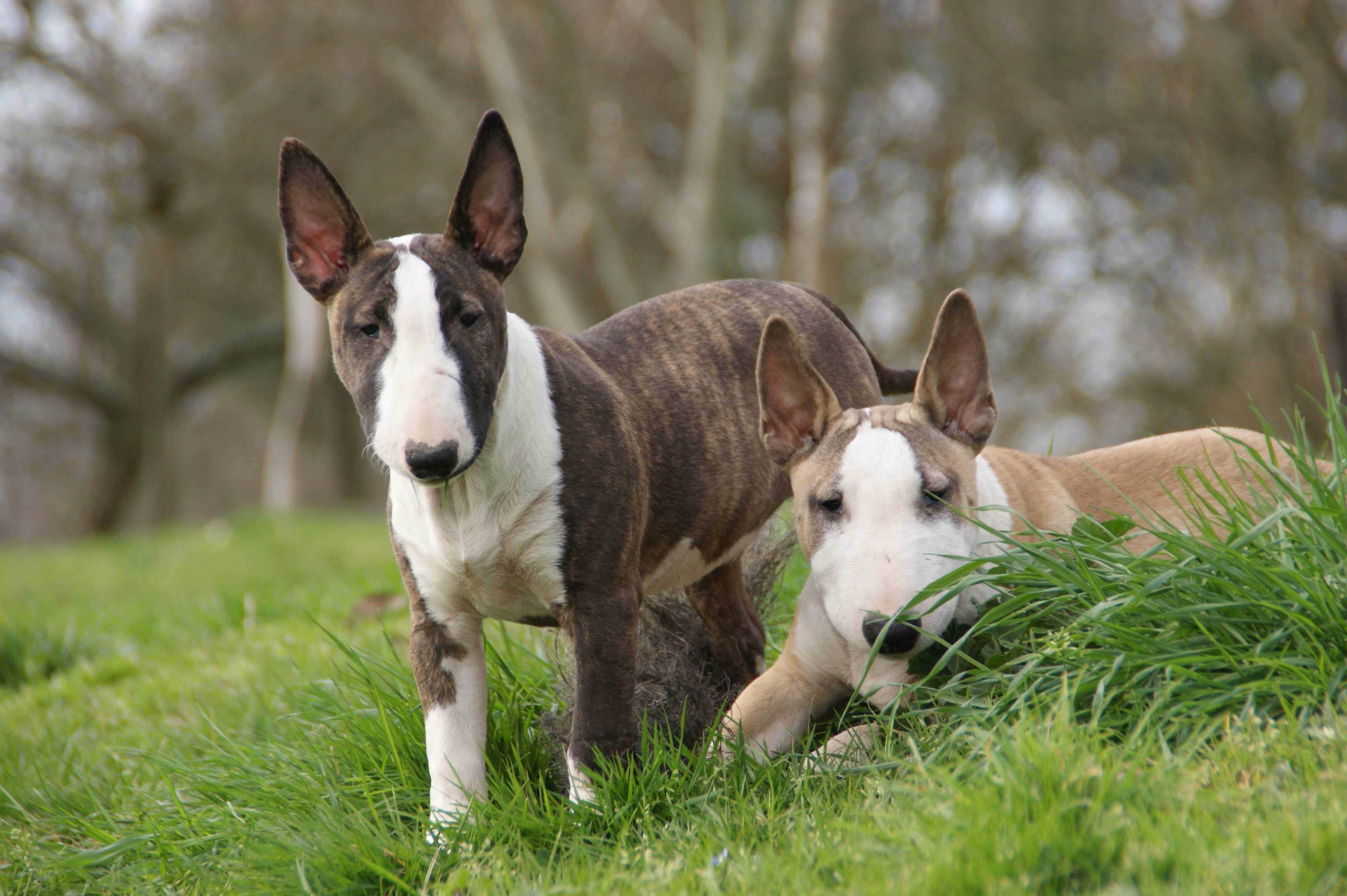 two brindle and white miniature bull terriers outside