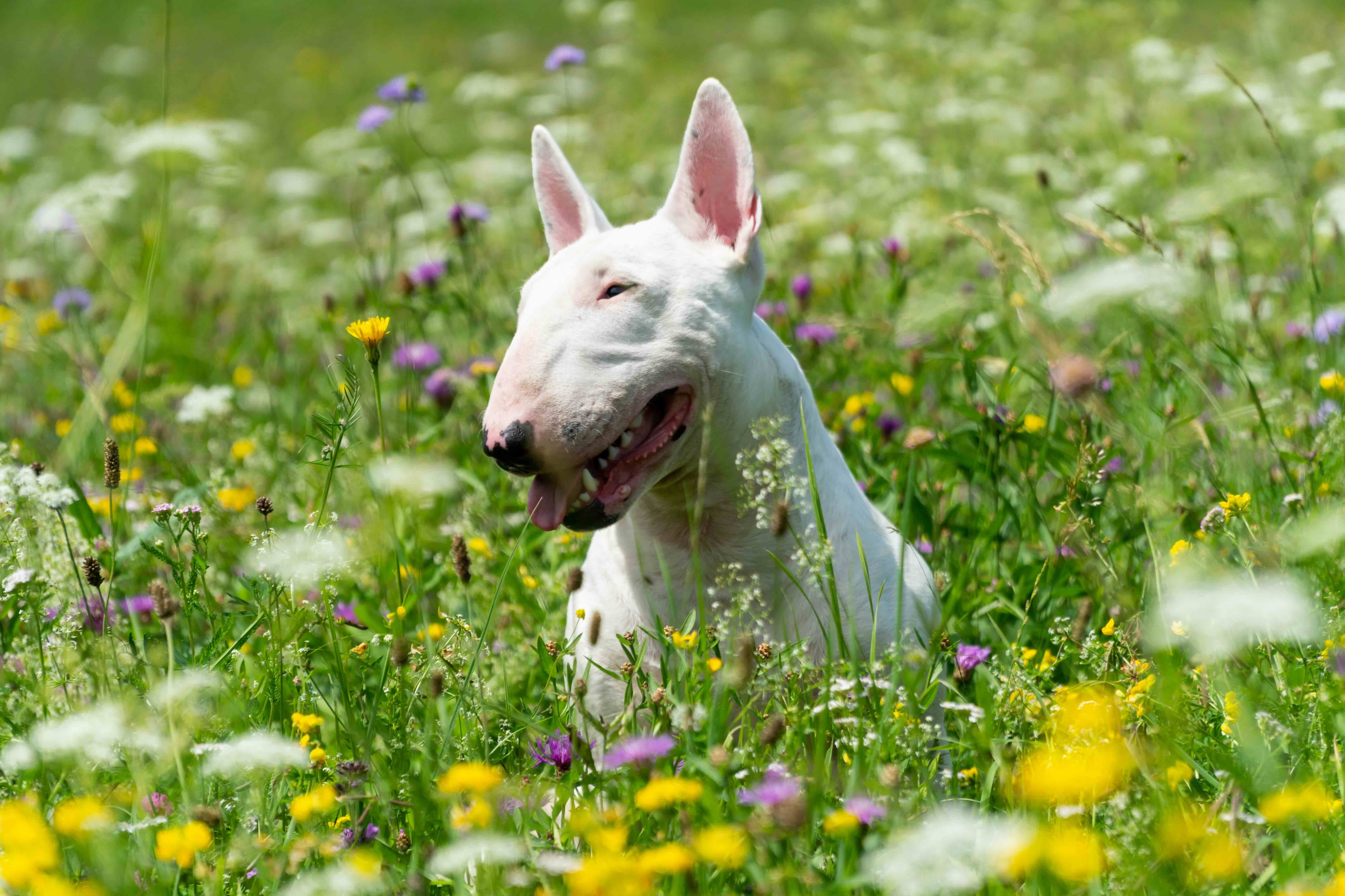 white miniature bull terrier sitting in a field of white, yellow, and purple flowers