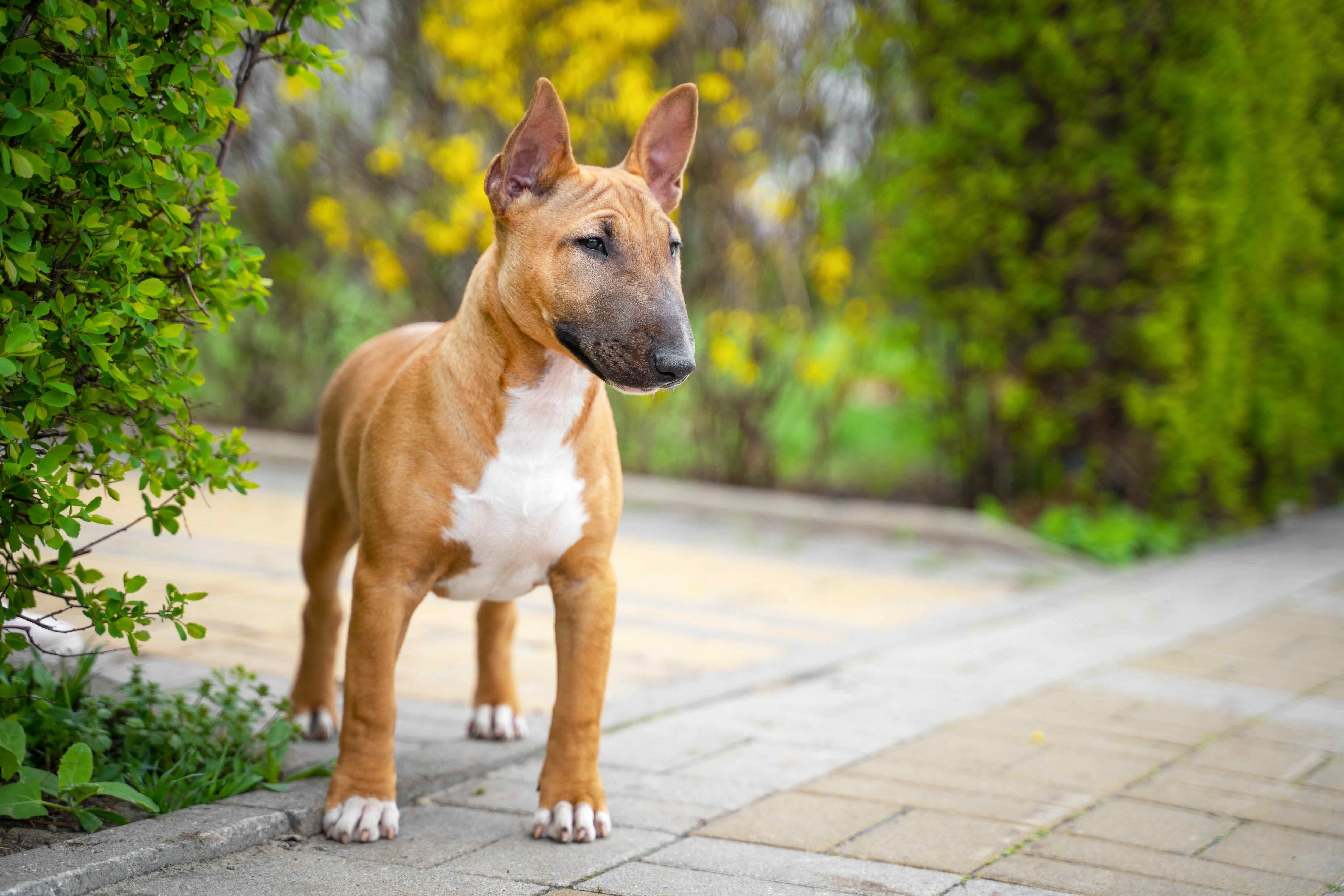 red miniature bull terrier standing on a walking path