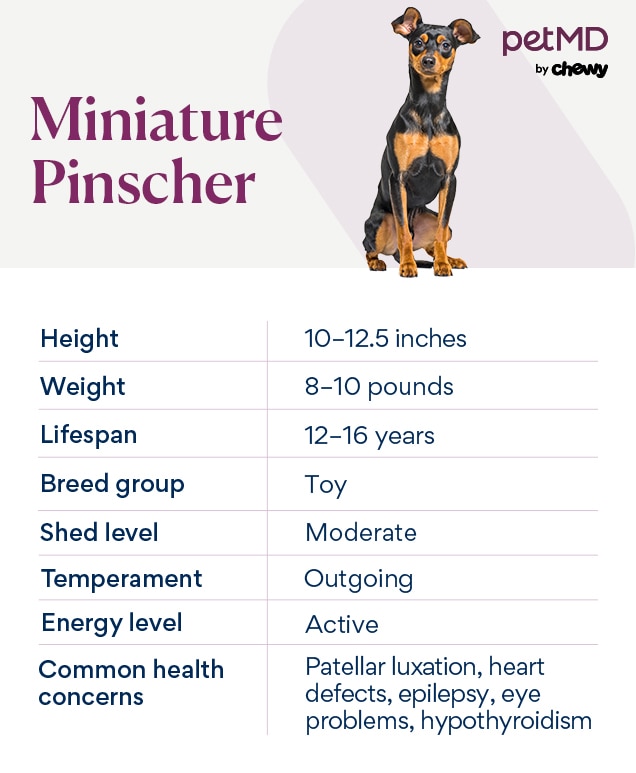 Miniature Pinscher Dog Breed Health and Care PetMD