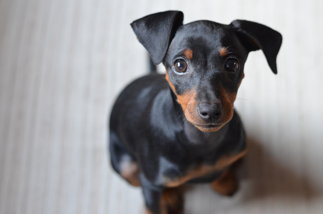 Oldest store miniature pinscher