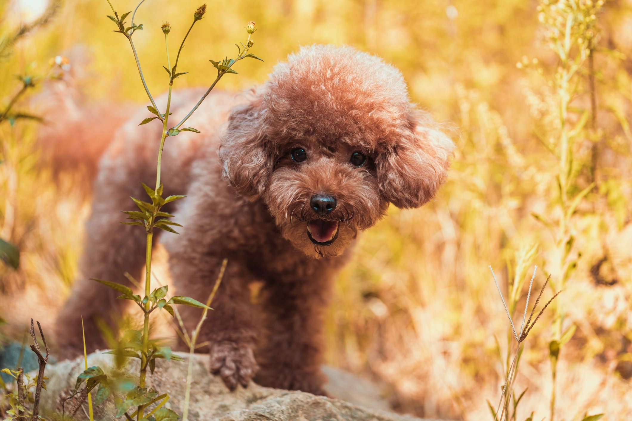 red miniature poodle in tall grass