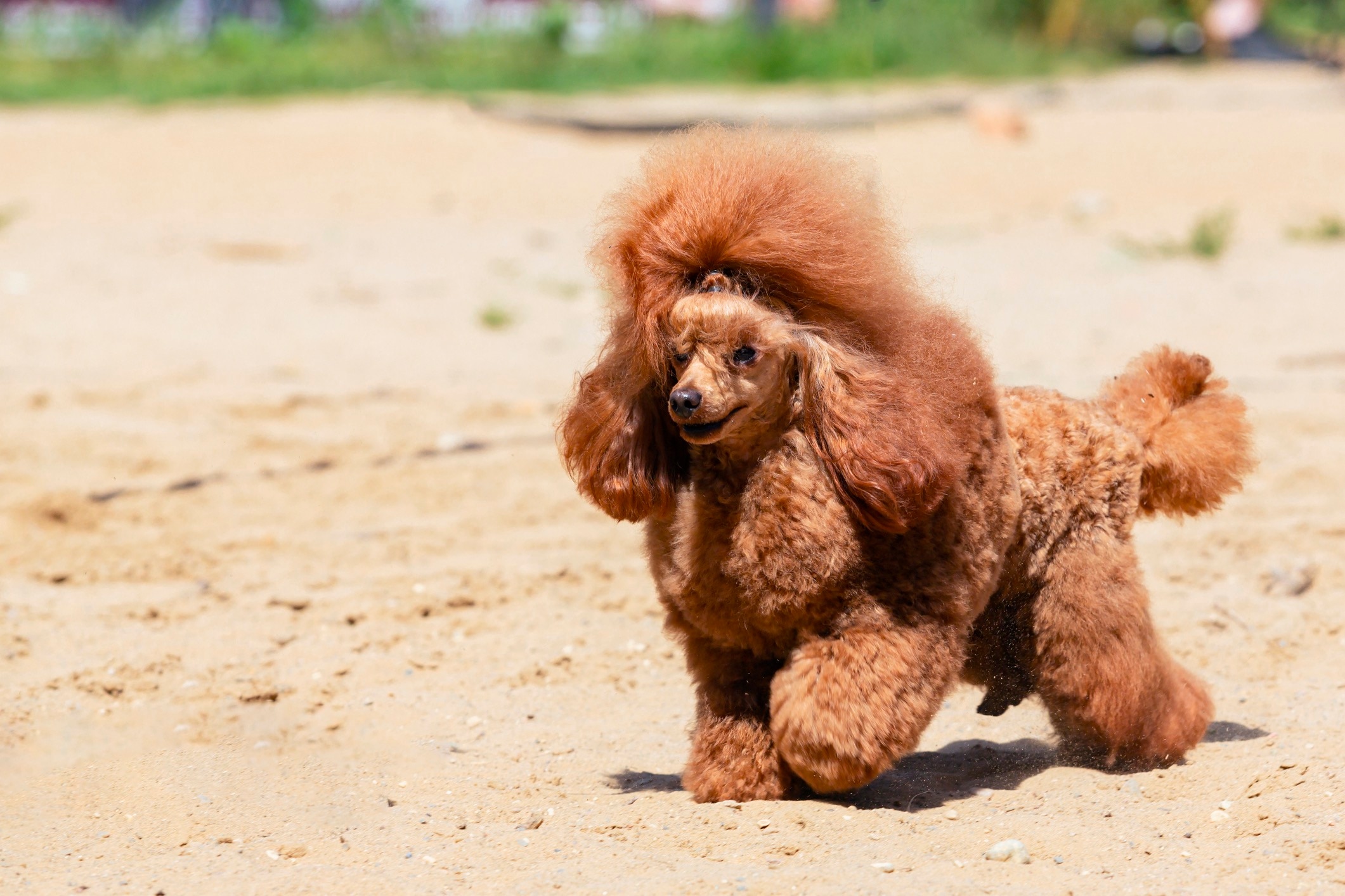 red groomed miniature poodle running across a sandy beach