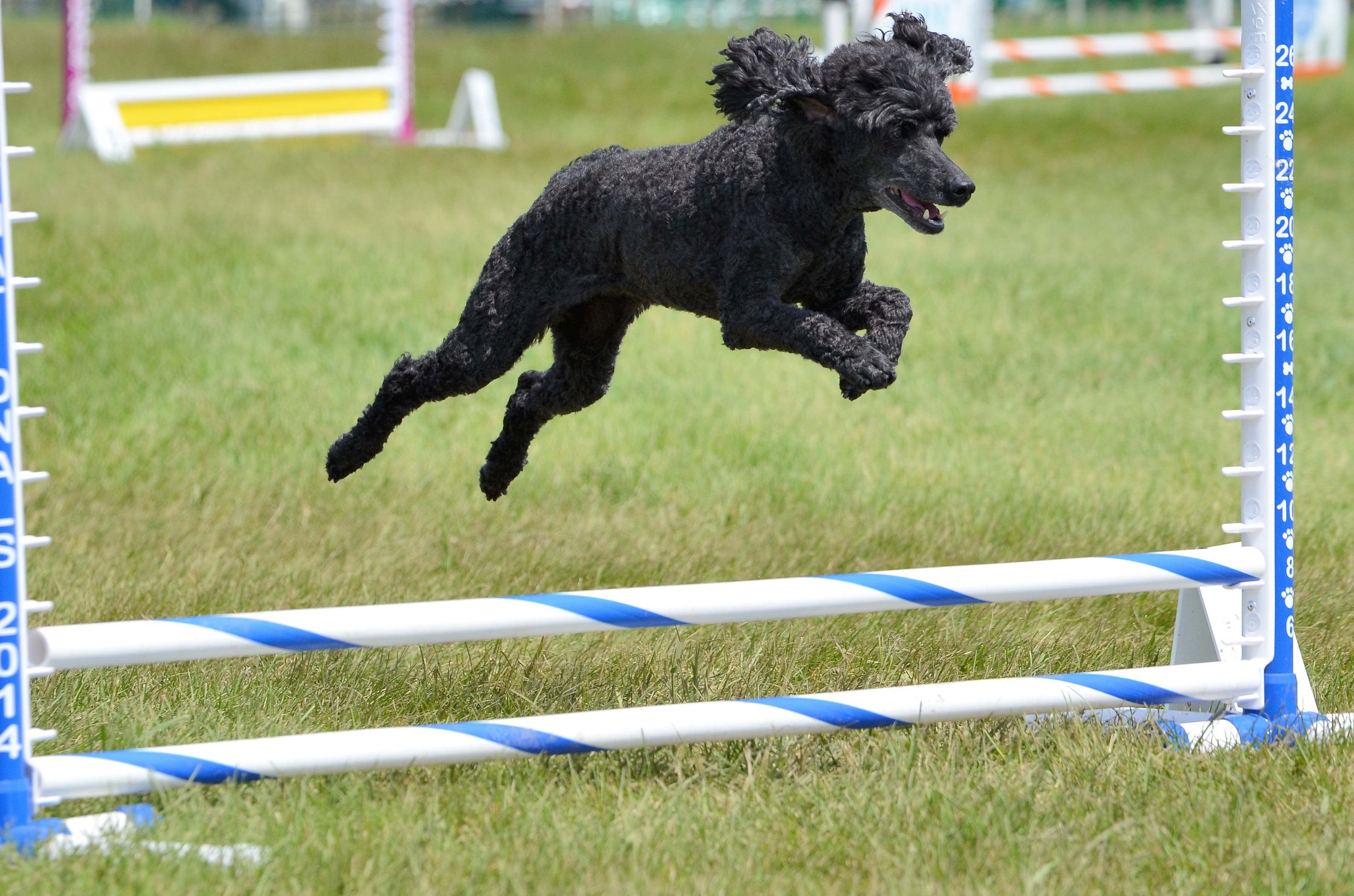 black miniature poodle running an agility course