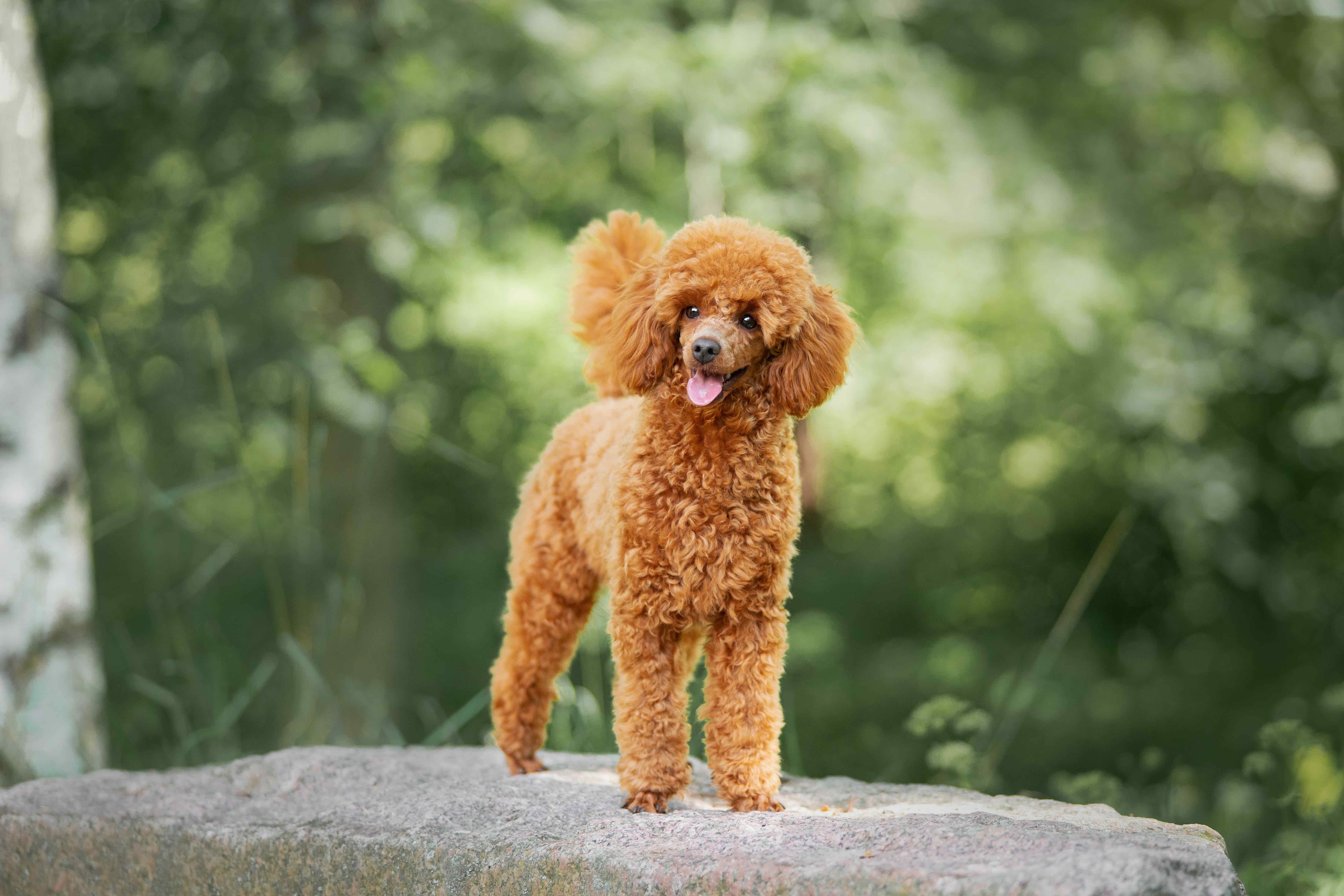 red miniature poodle standing on a rock