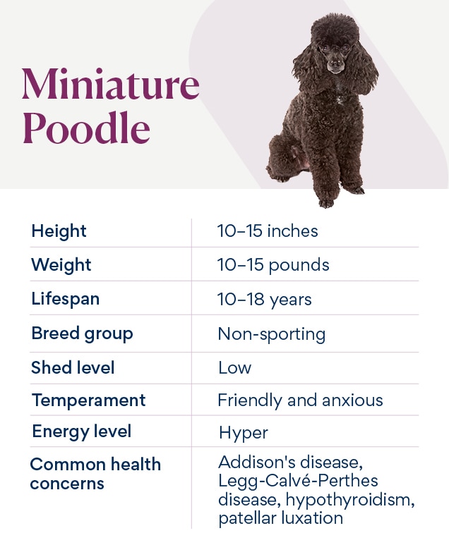 chart depicting a miniature poodle dog's characteristics