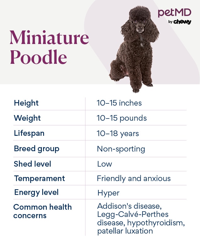 Mini poodle grown best sale