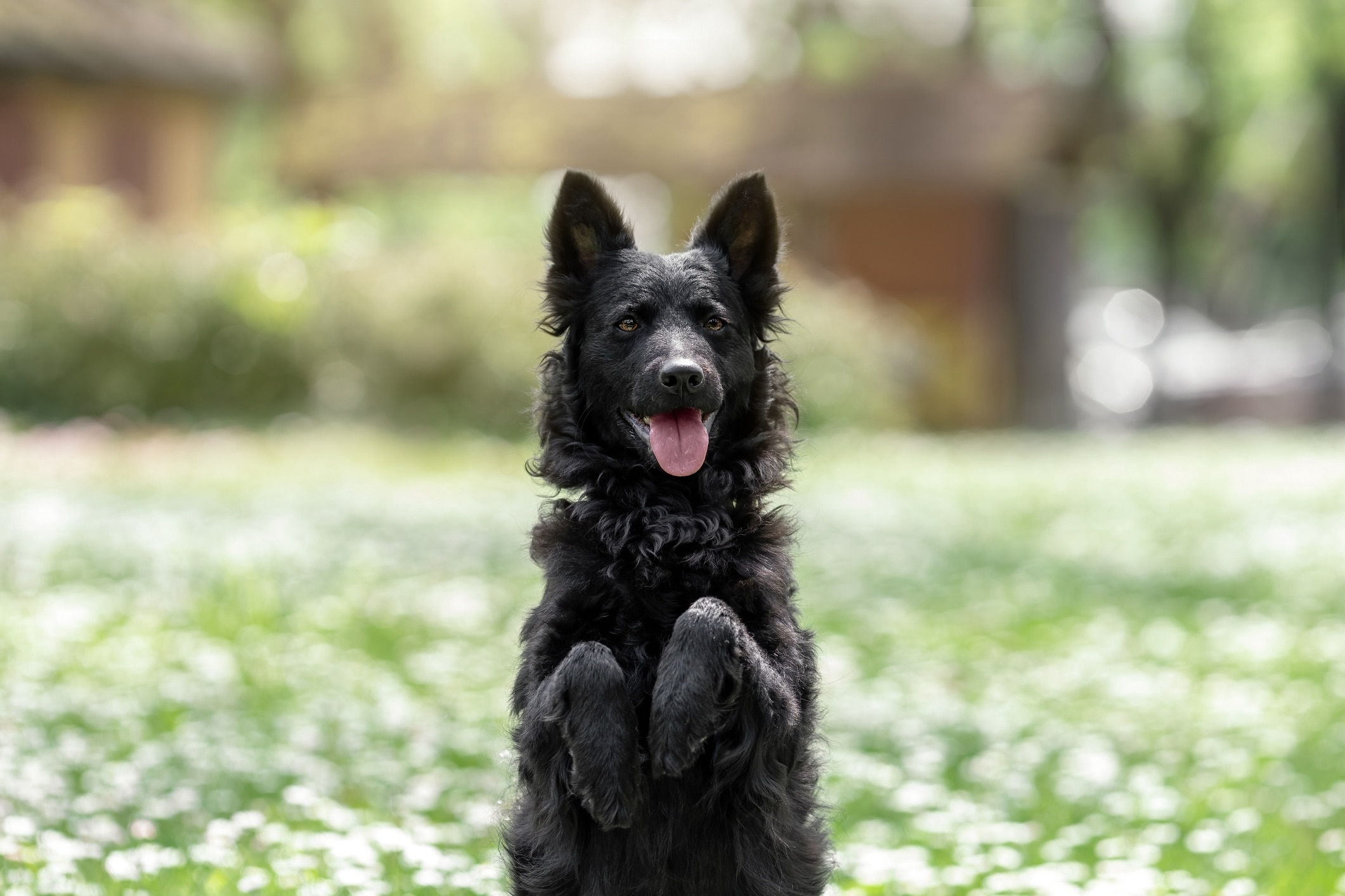 black mudi standing on hind legs