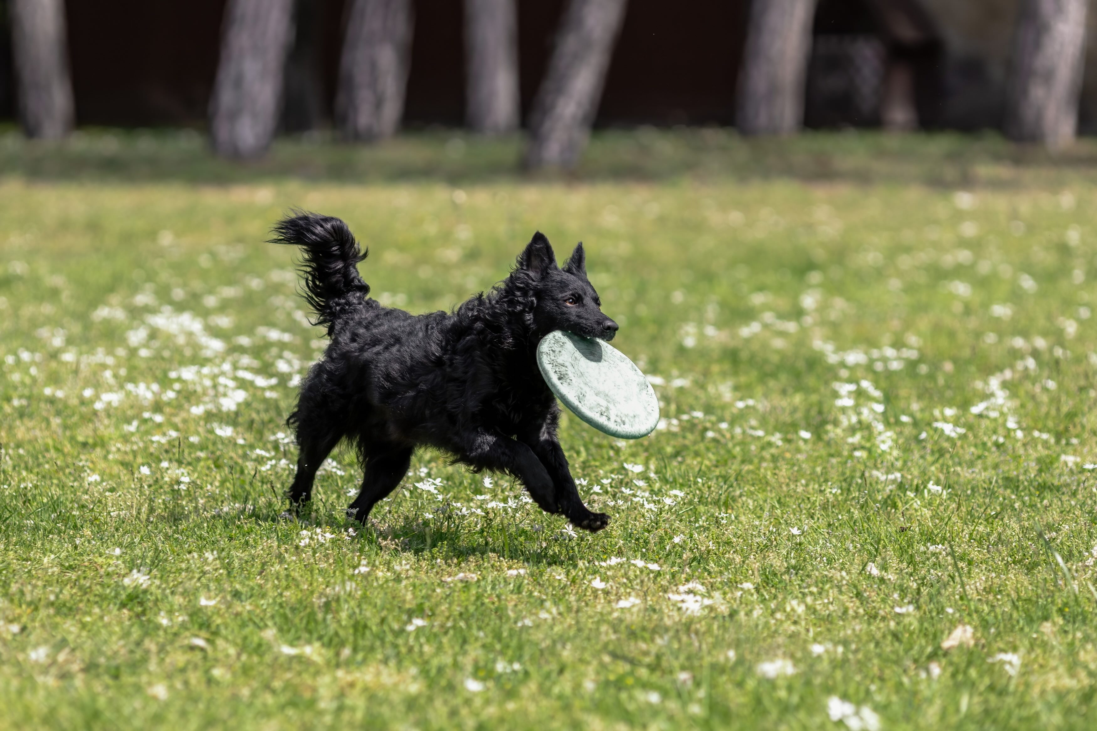 black mudi running with a frisbee running in his mouth