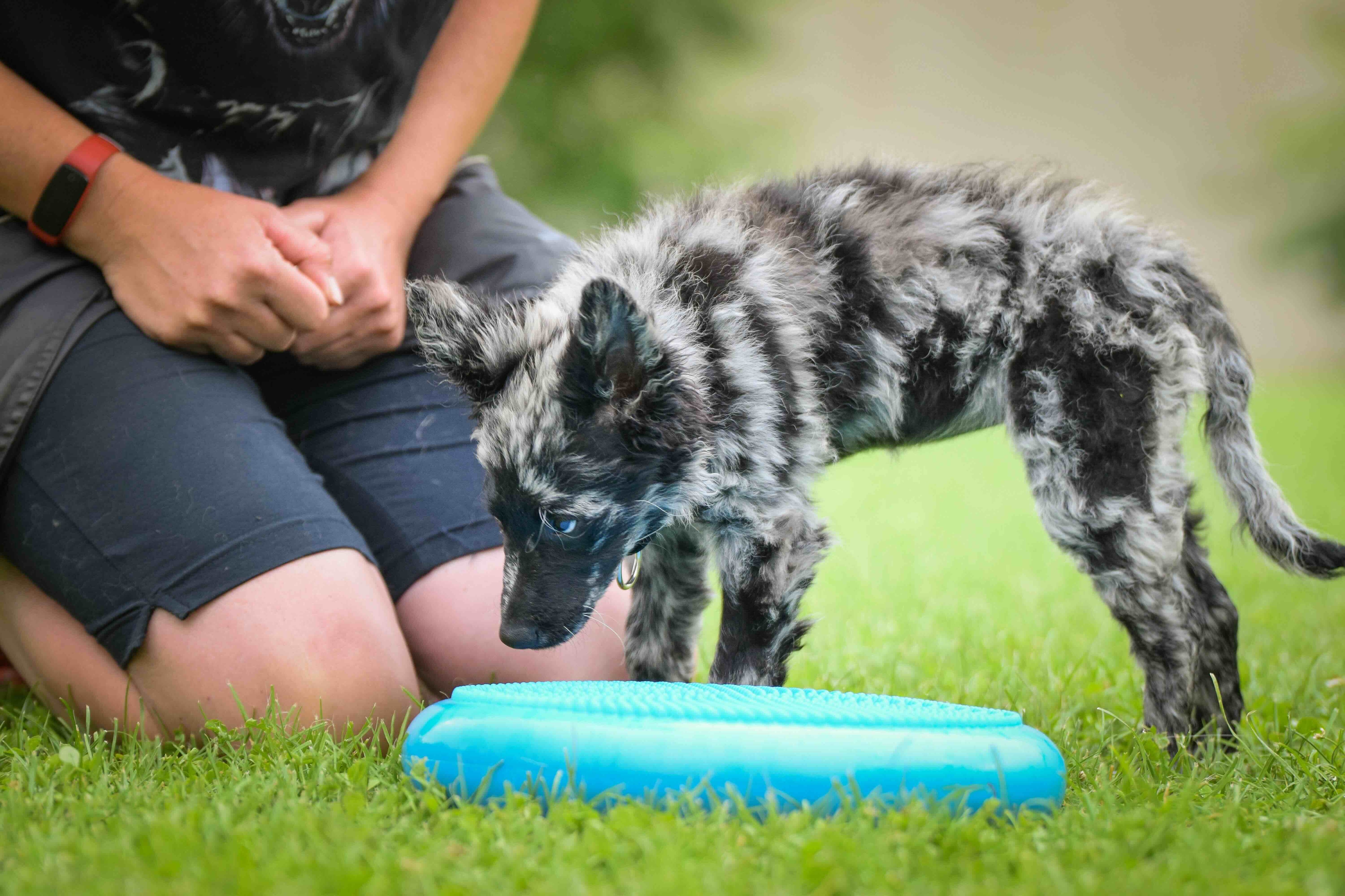 gray and black merle mudi puppy standing with his head down