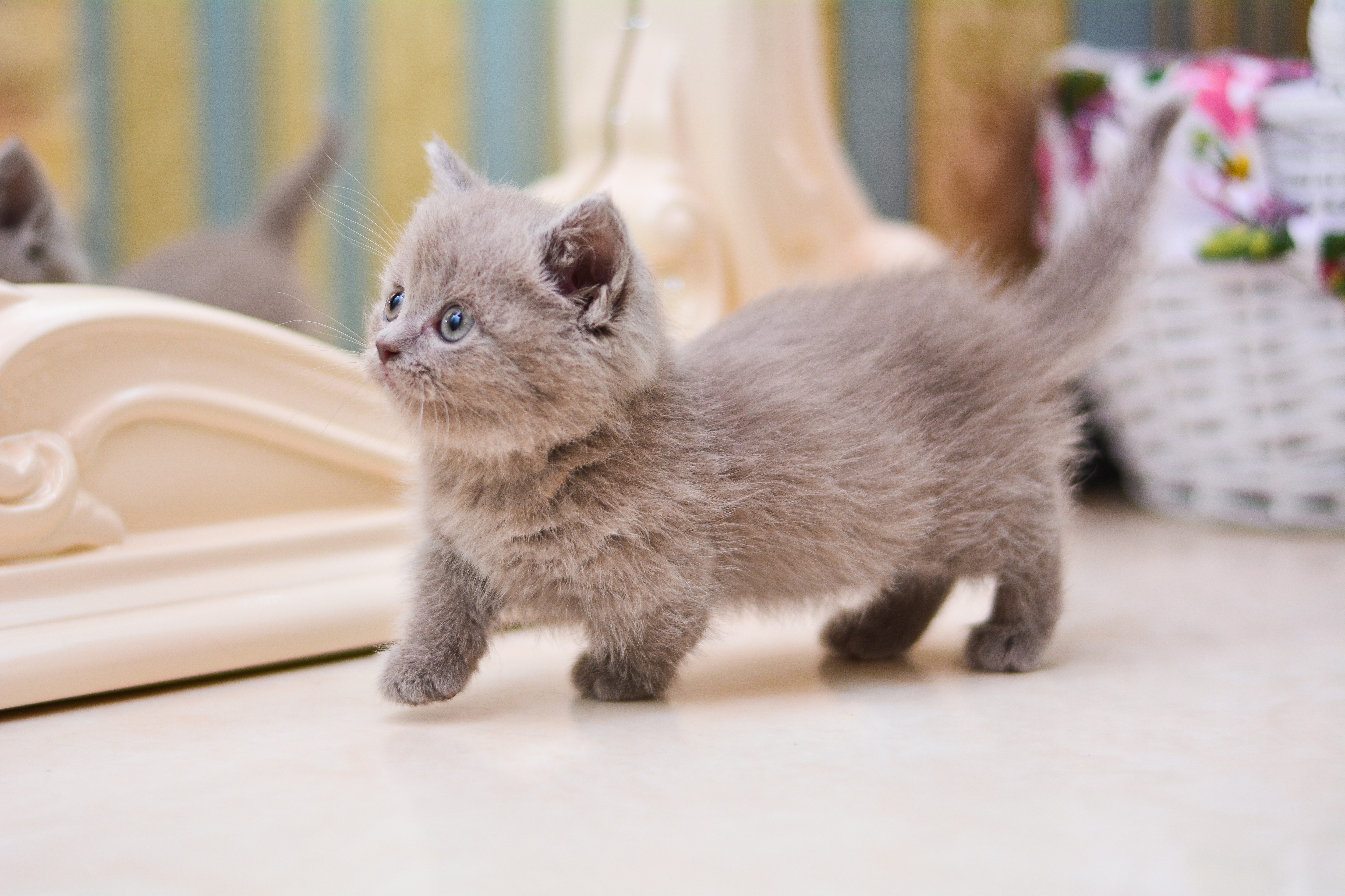 genetic anomalies in cats: munchkin cat