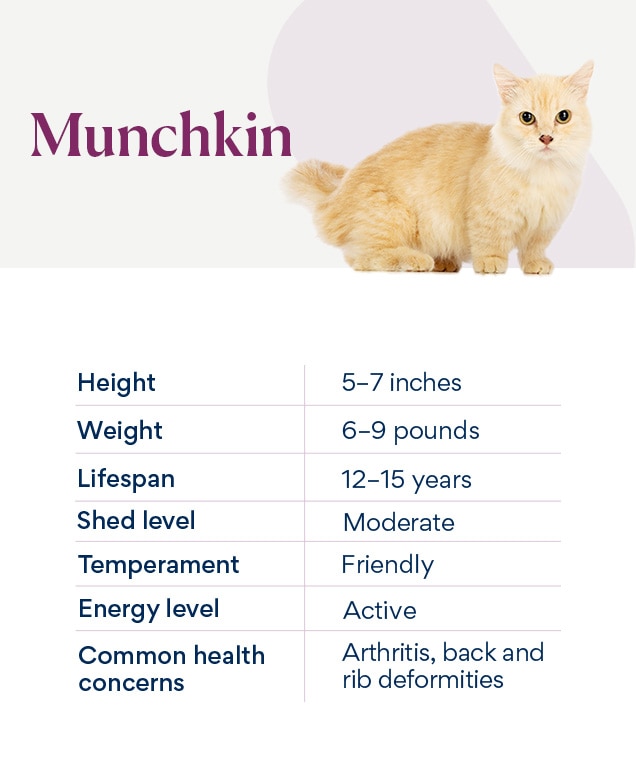 chart depicting a munchkin cat's characteristics
