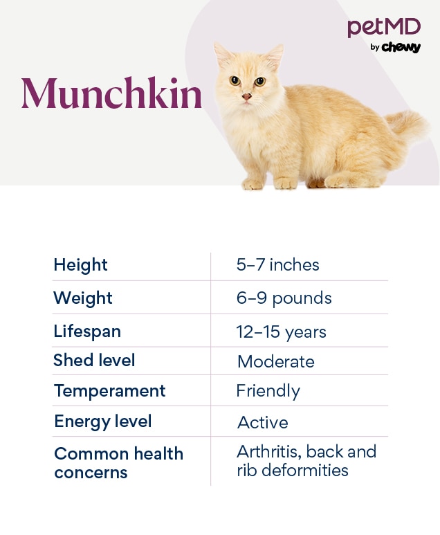 chart depicting a munchkin cat's characteristics