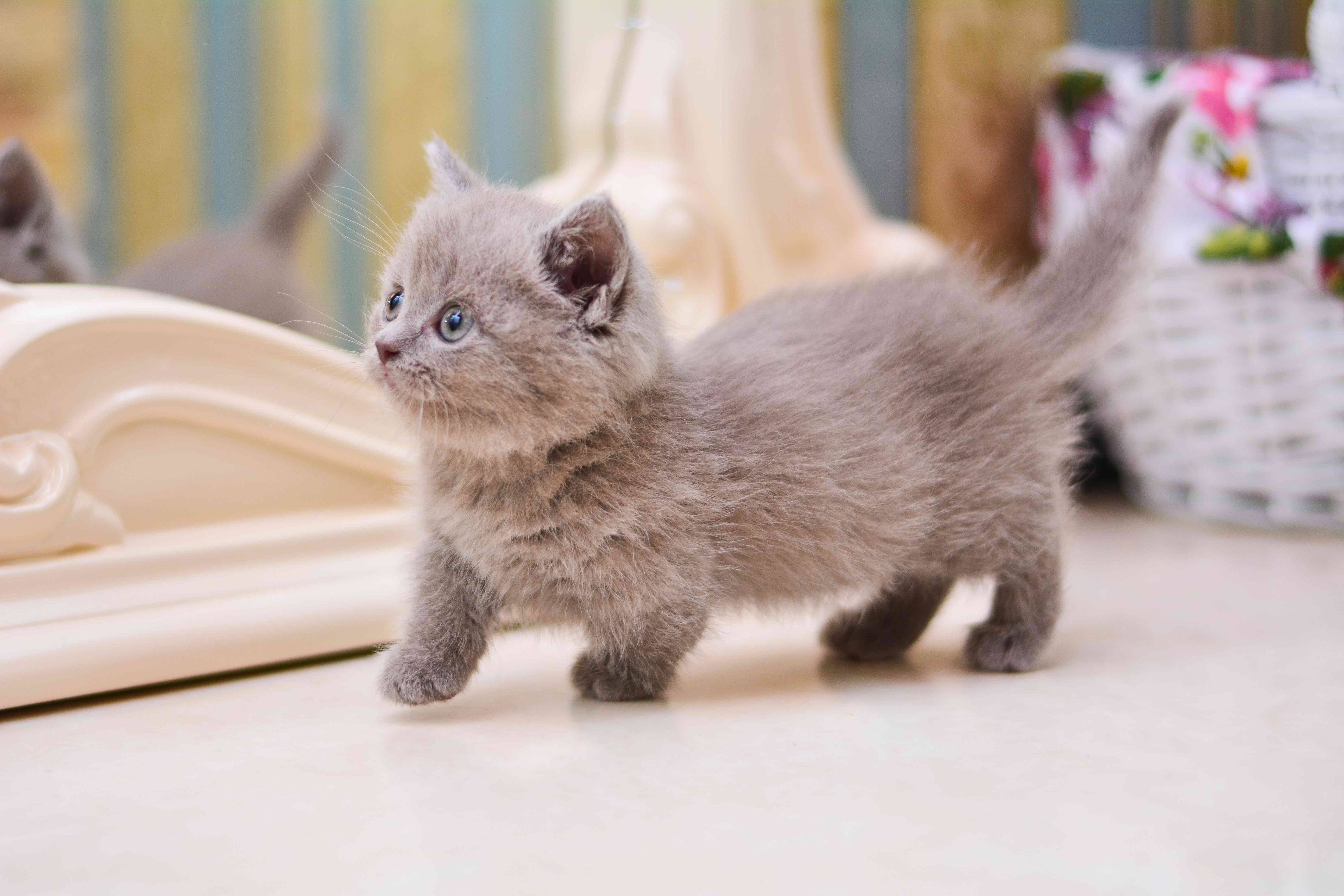 Munchkin store teacup cat