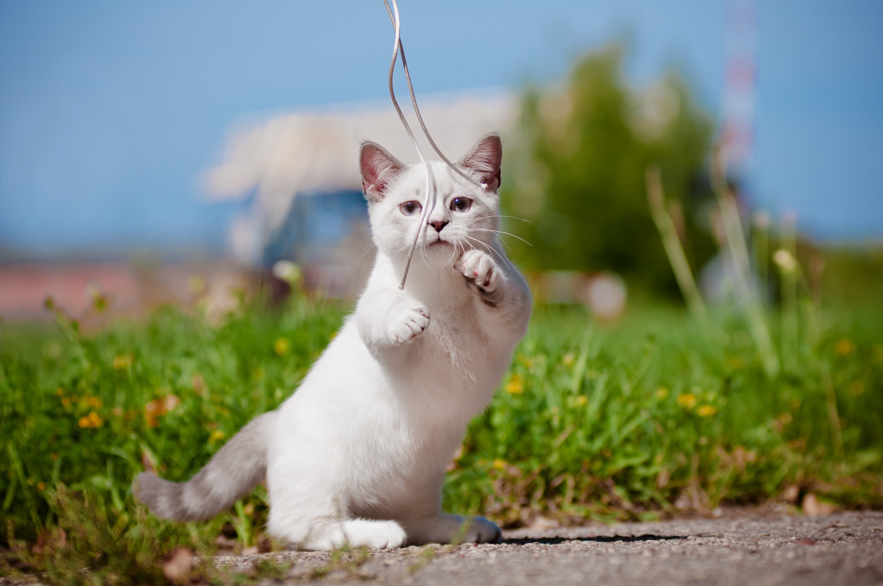 white munchkin playing with a string