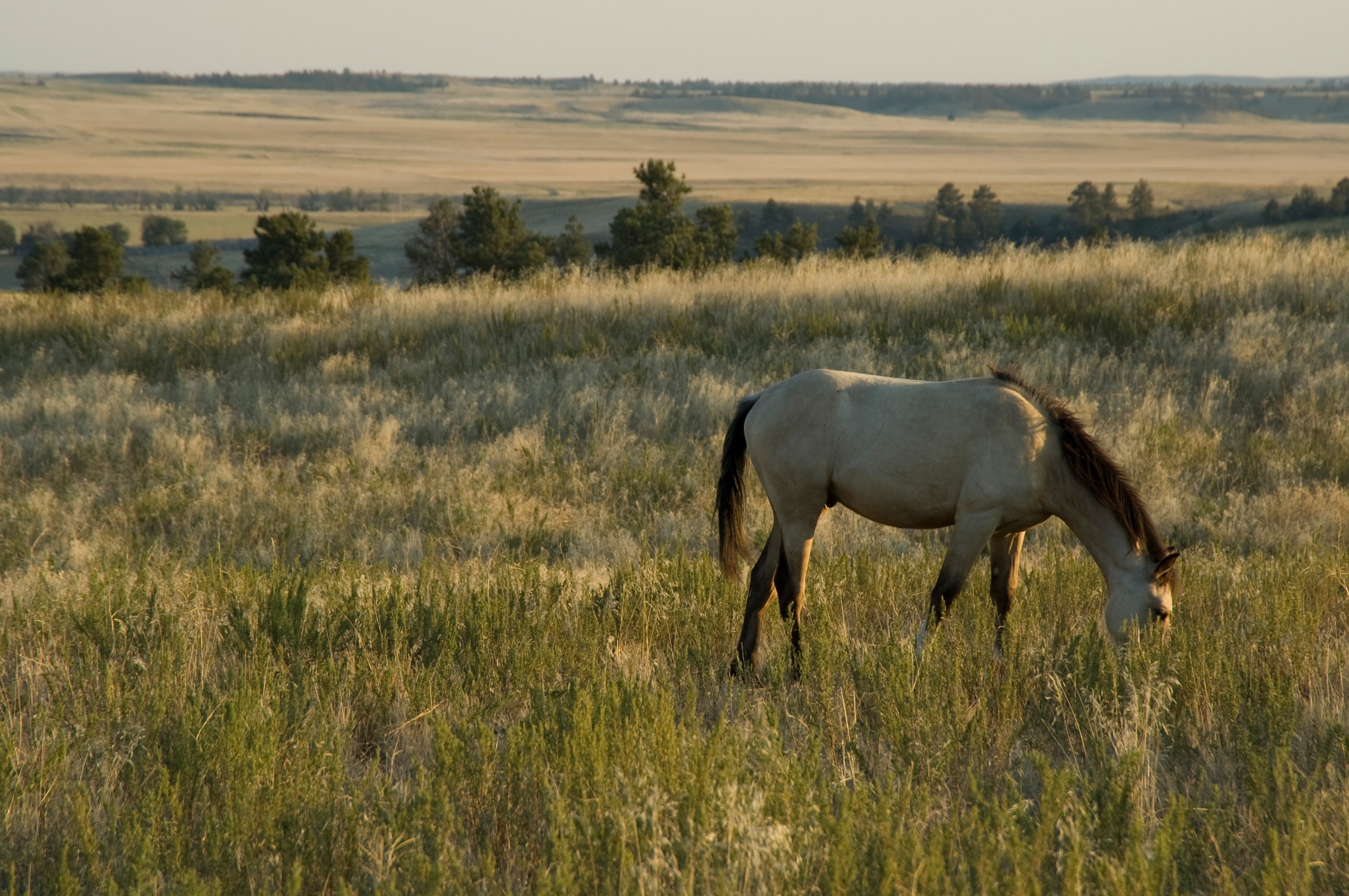 Mustang eating grass