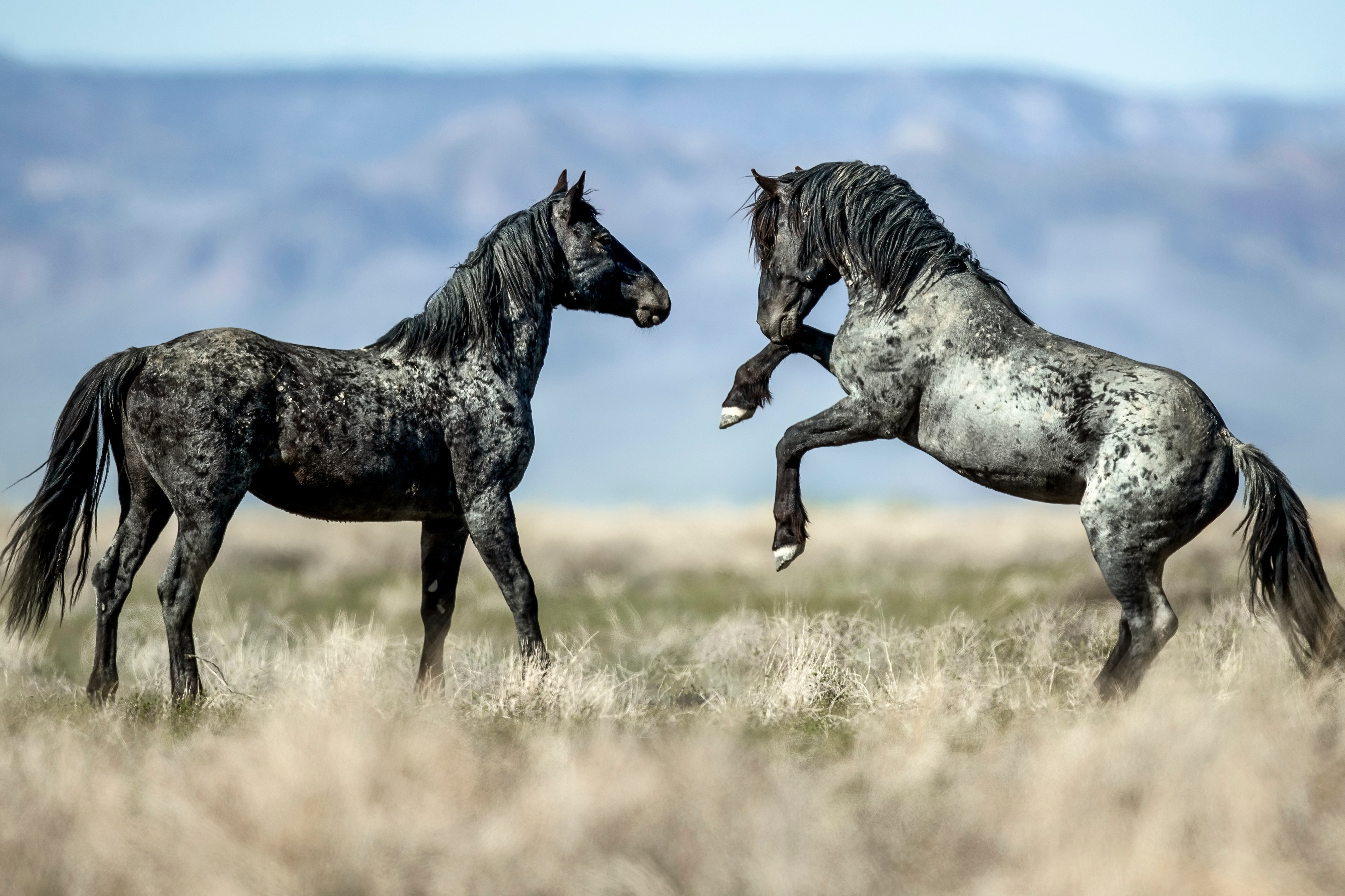 Two Mustang horses playing