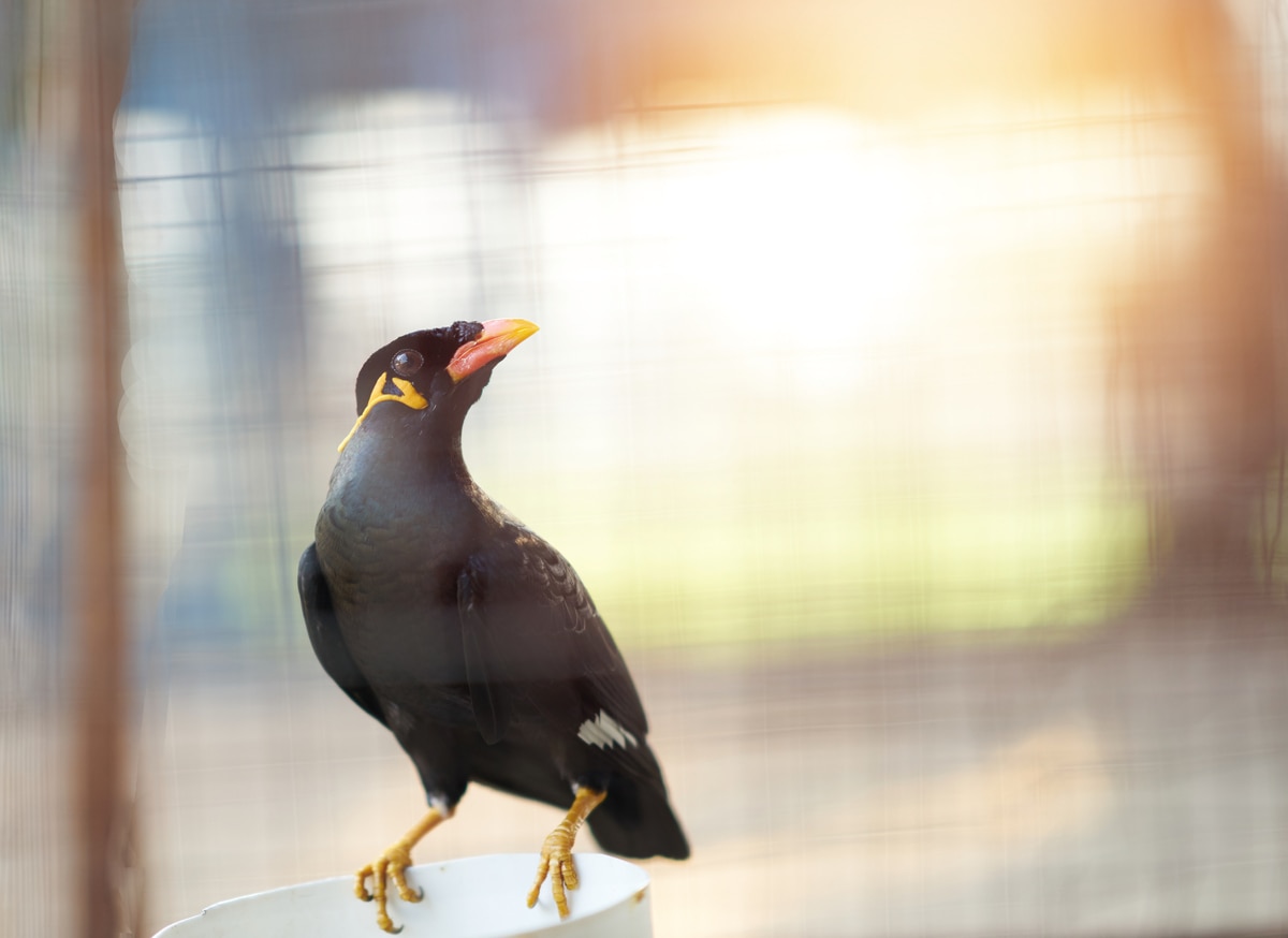 Myna bird