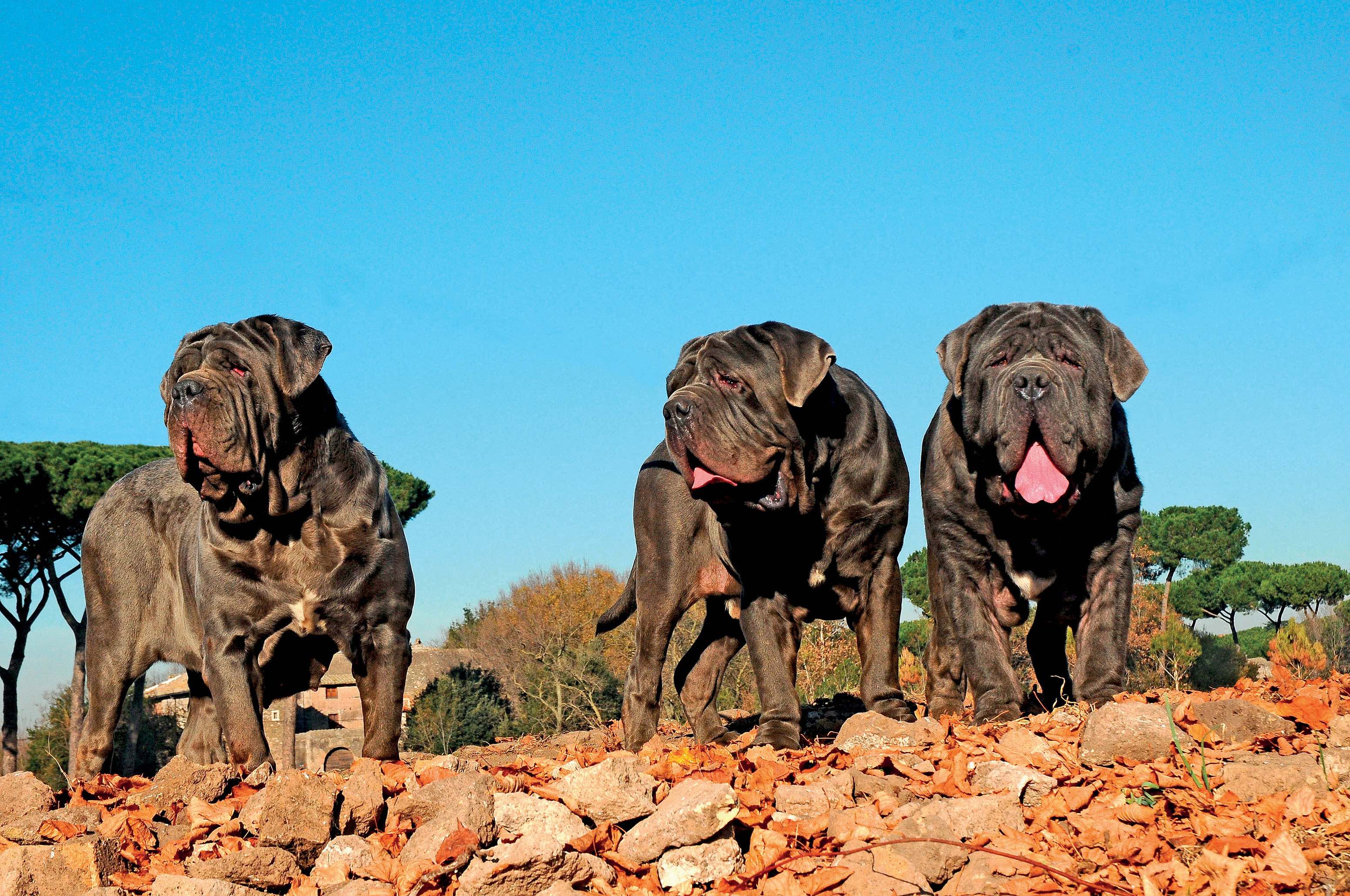 Neapolitan best sale mastiff mastiff