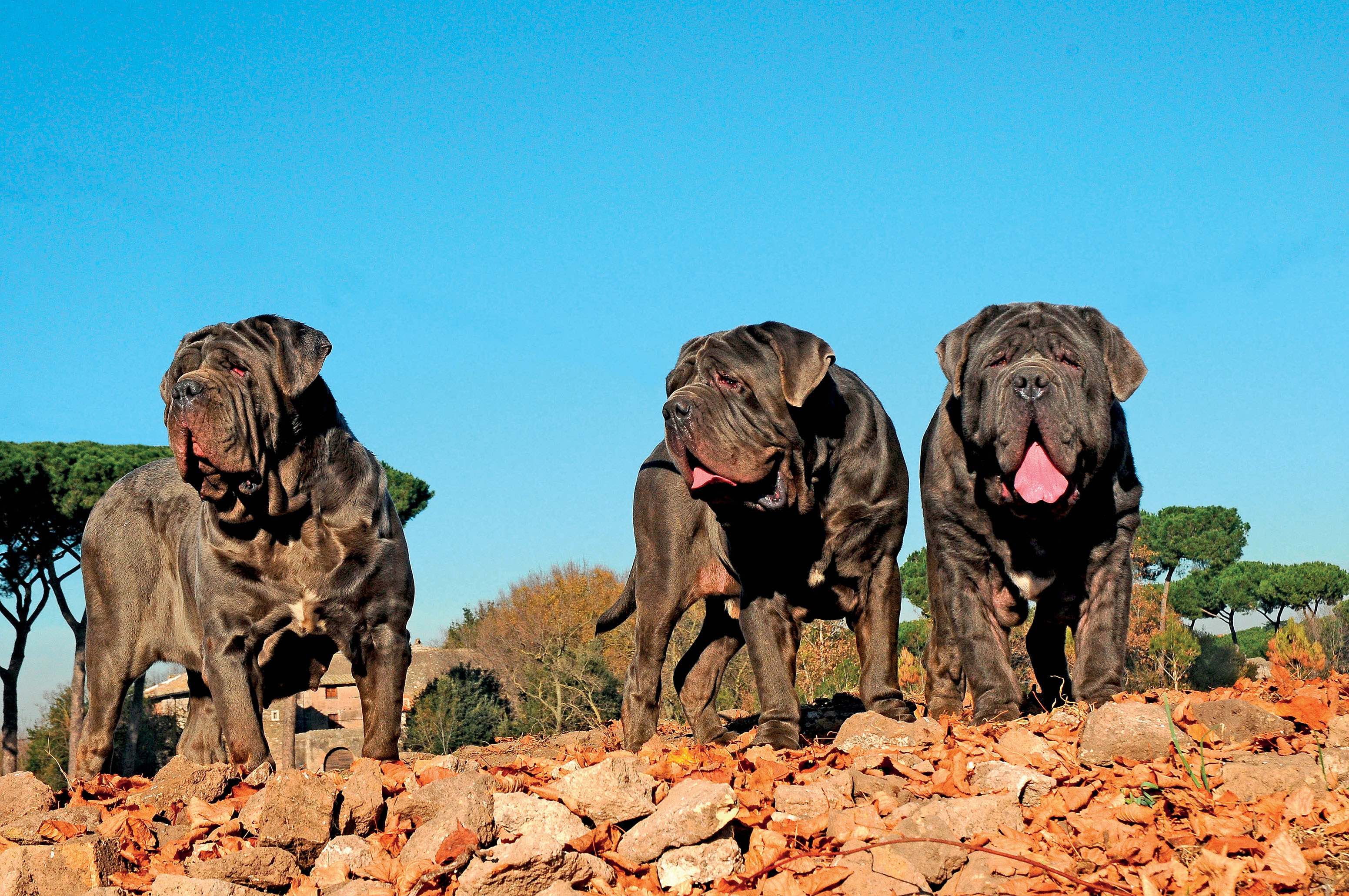 three large neapolitan mastiffs standing on a pile of rocks against a bright blue sky