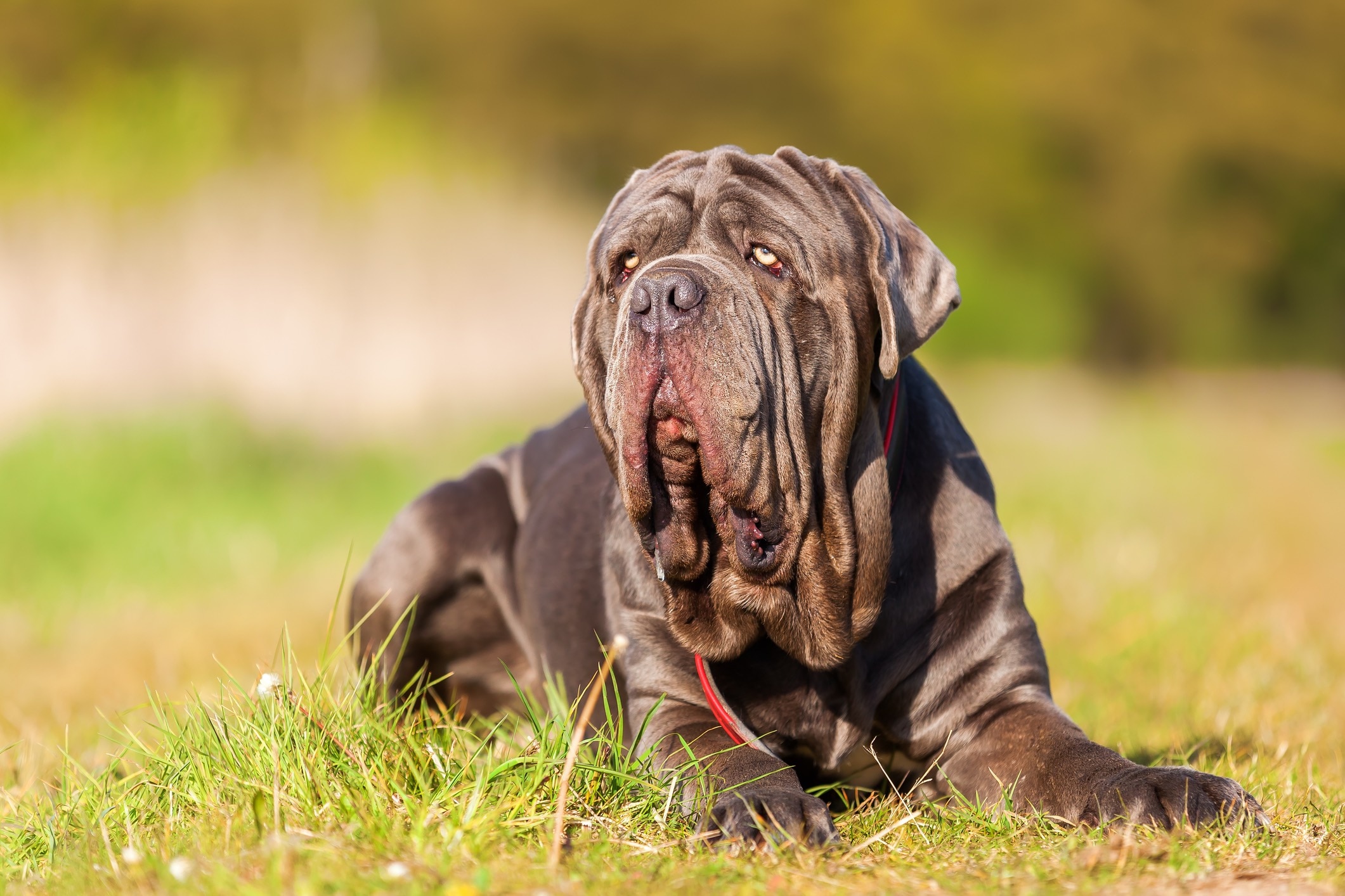 Grey mastiff store