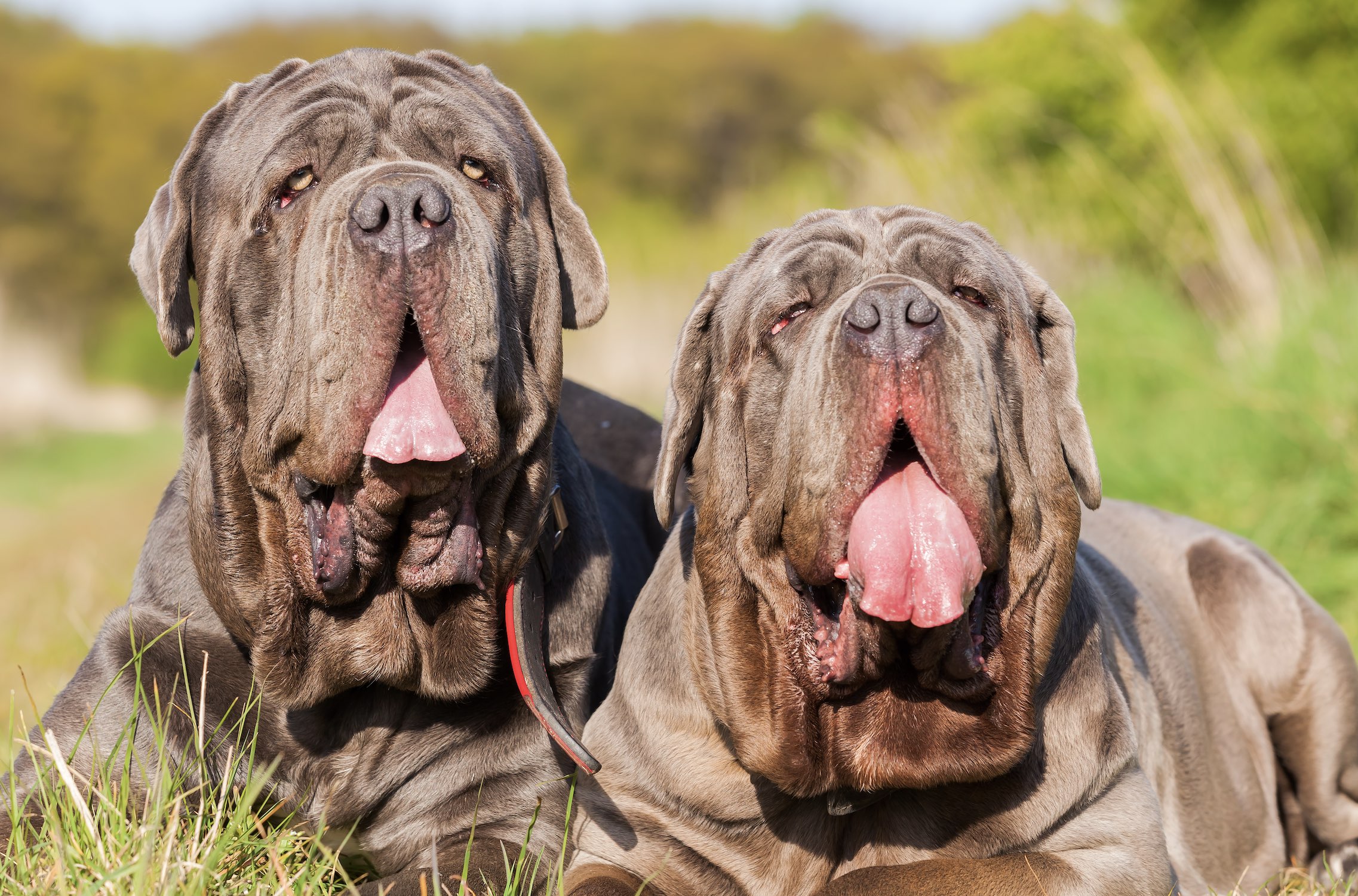 two droopy neapolitan mastiffs lying next to each other