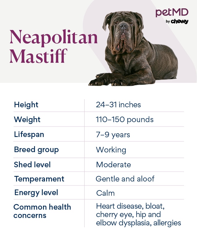 Neapolitan Mastiff PetMD