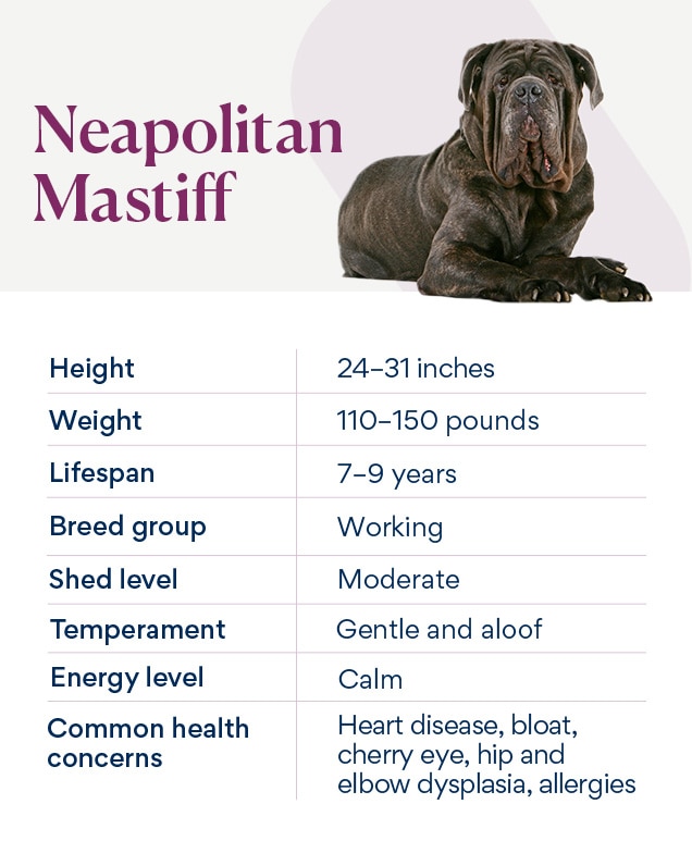 chart depicting a neapolitan mastiff's characteristics