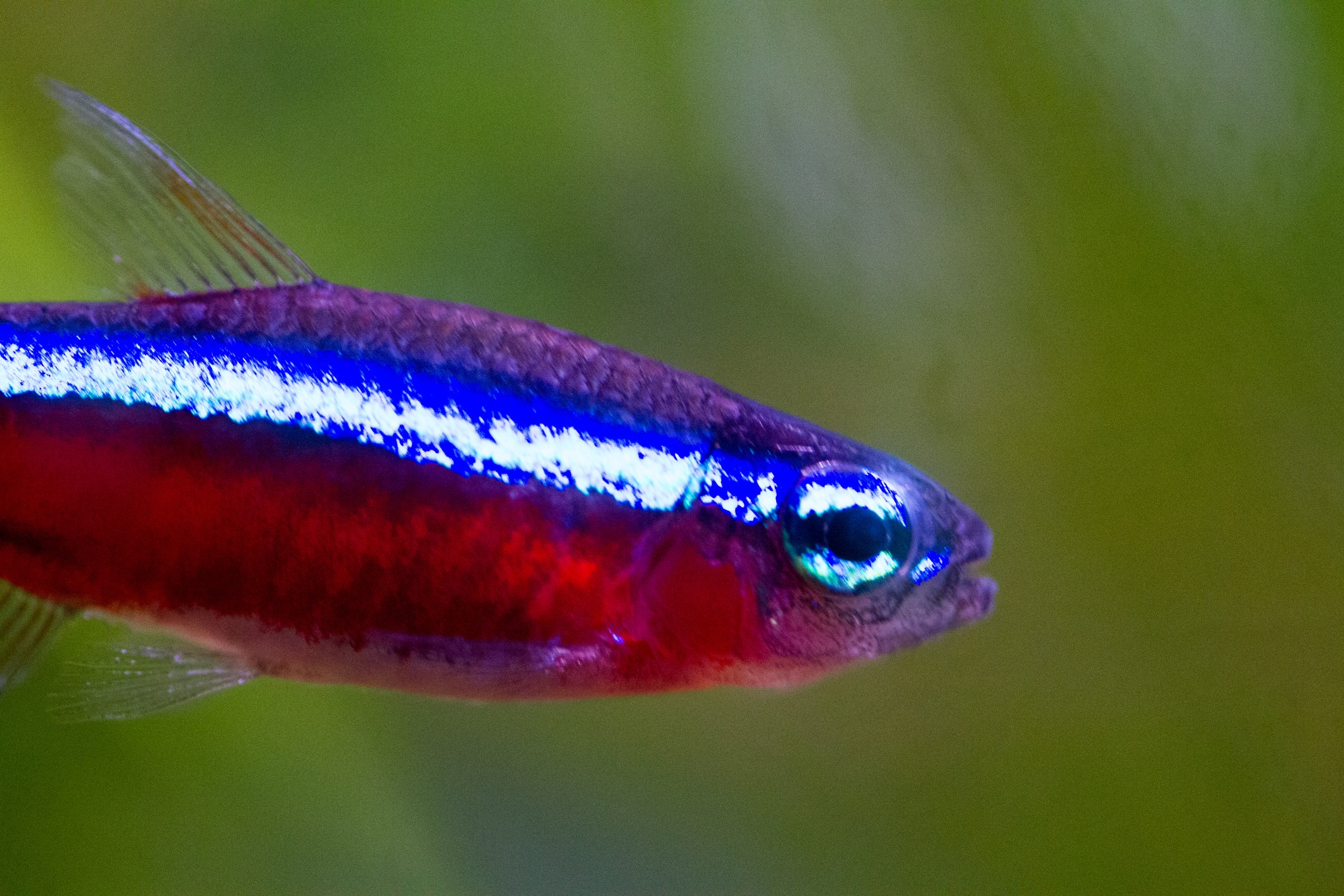 neon tetra