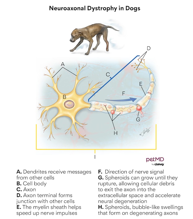A diagram of NAD in dogs.