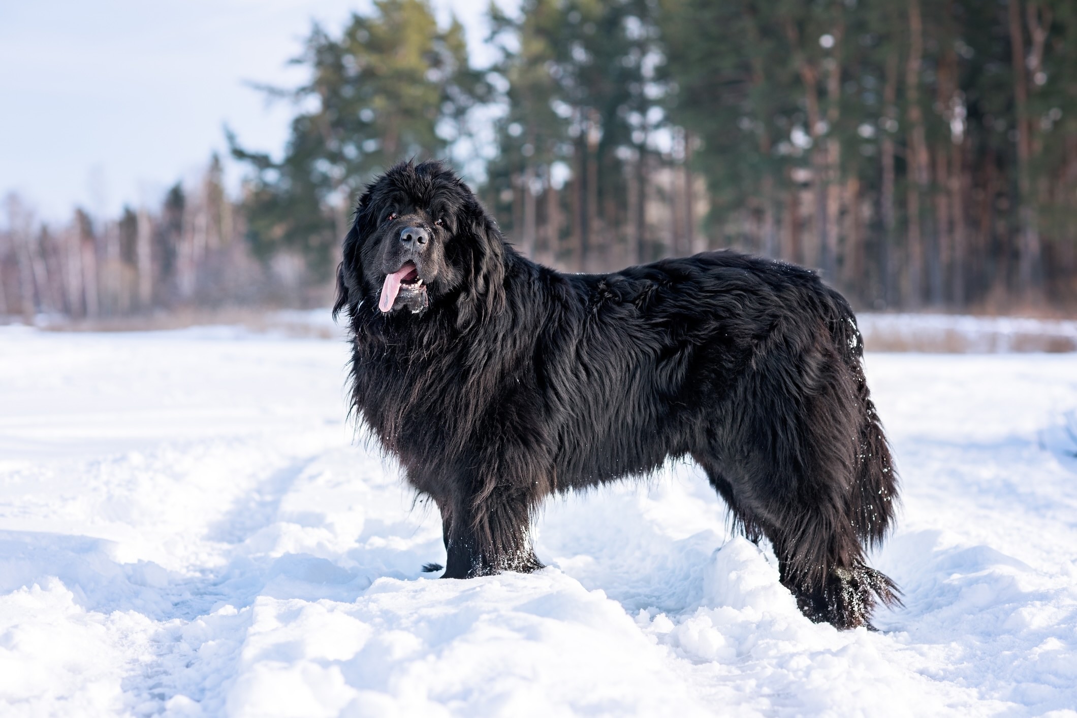 a black newfoundland standing in snow