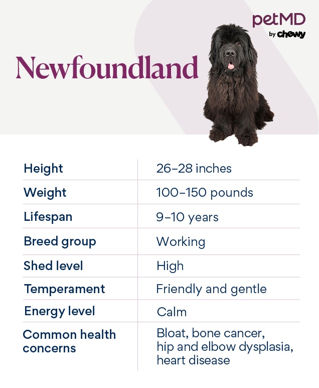 Newfoundland puppy food chart hotsell