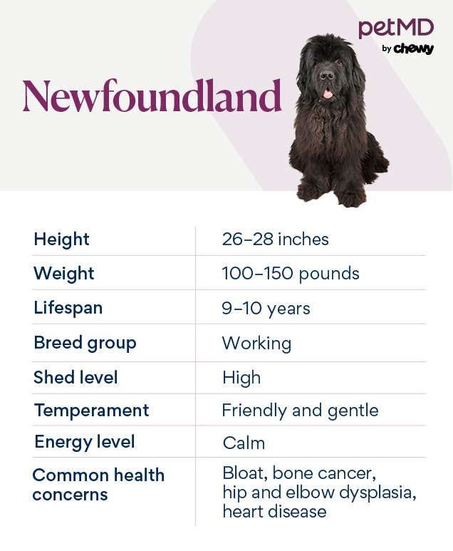 chart depicting the newfoundland dog's breed characteristics
