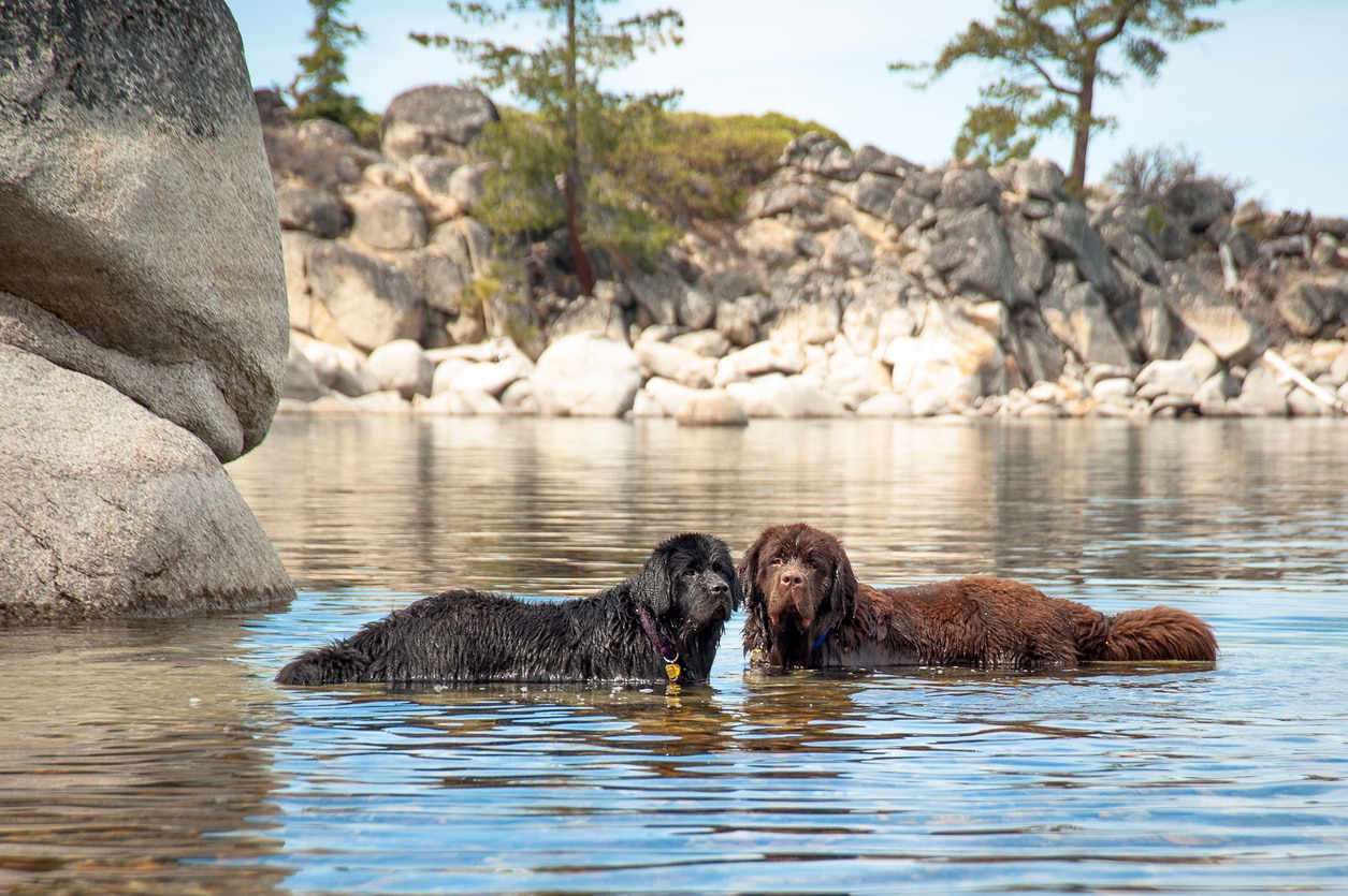 brown and black newfoundland dogs standing in deep water