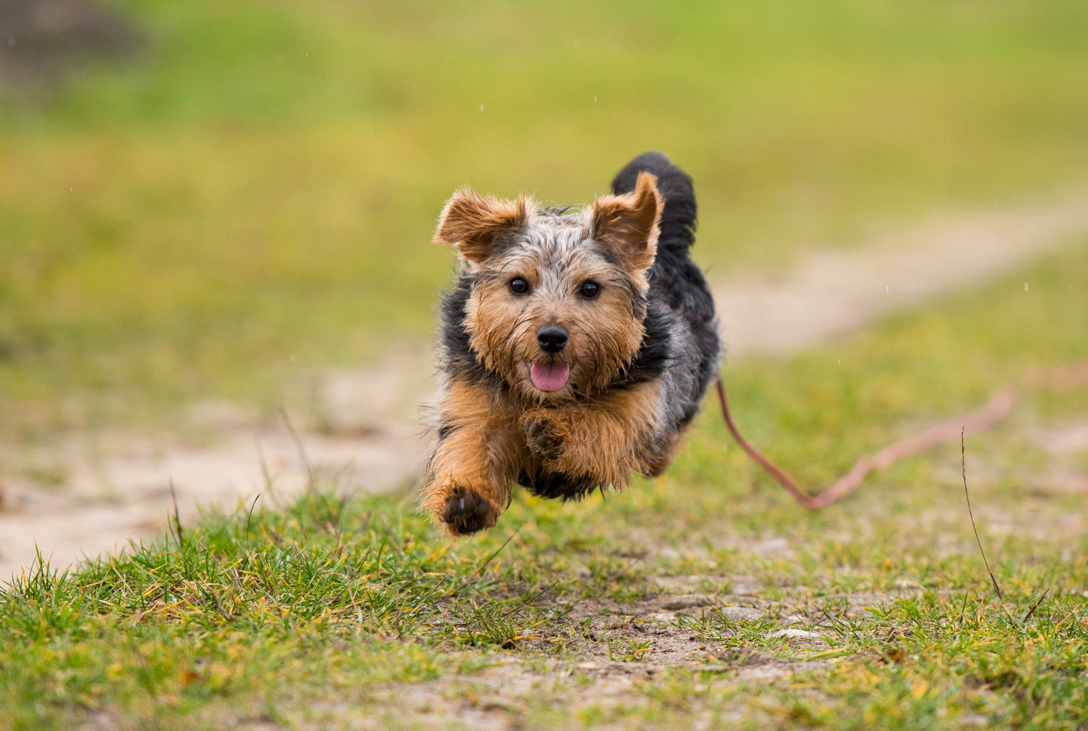 scruffy norfolk terrier running down a path