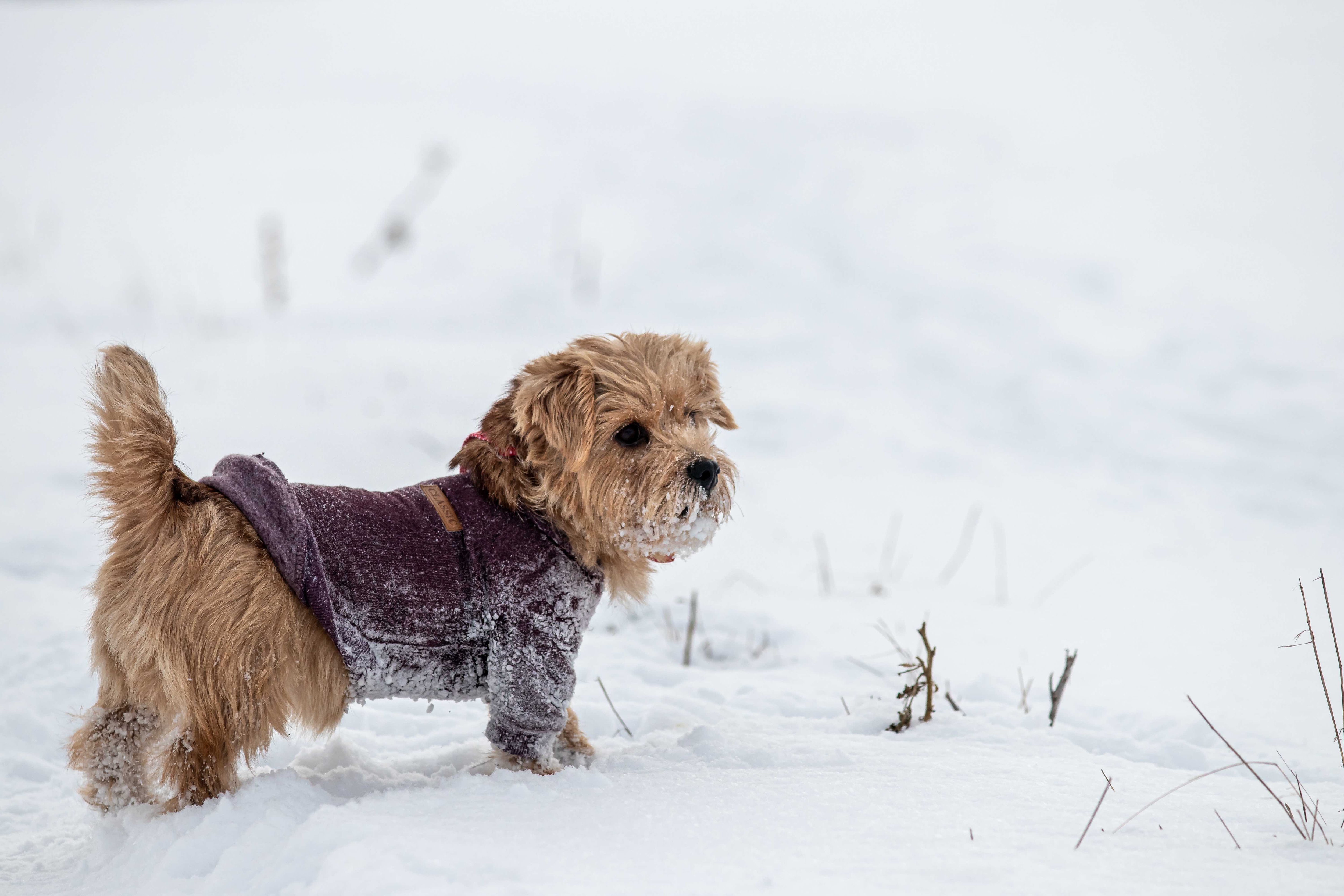 norfolk terrier in the snow wearing a jacket
