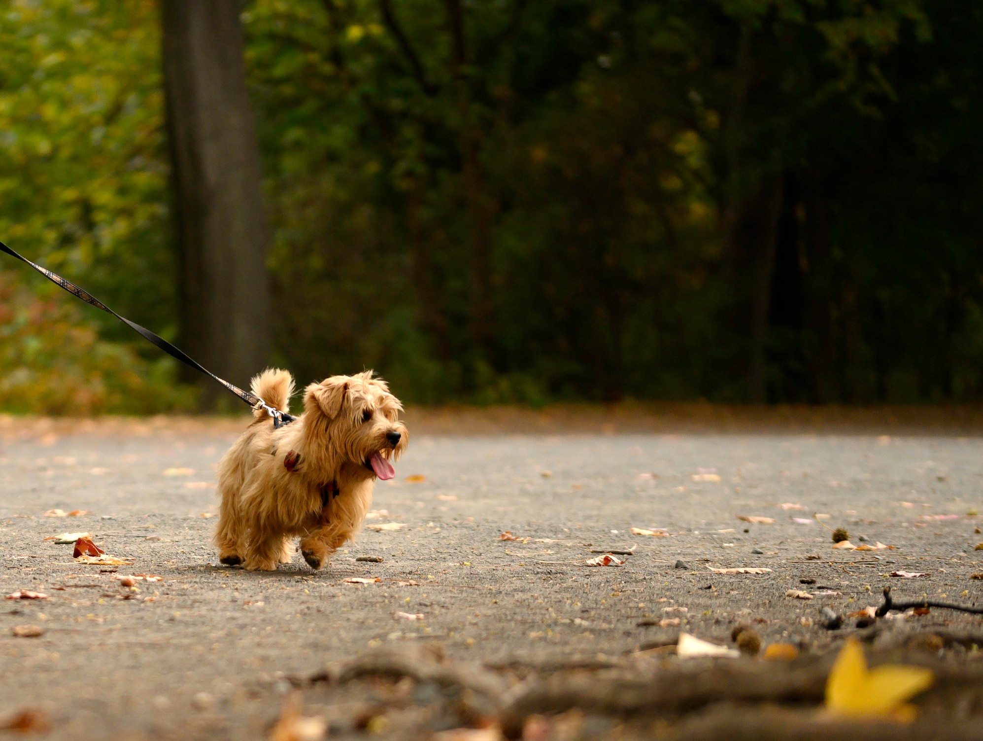 norfolk terrier walking on a leash