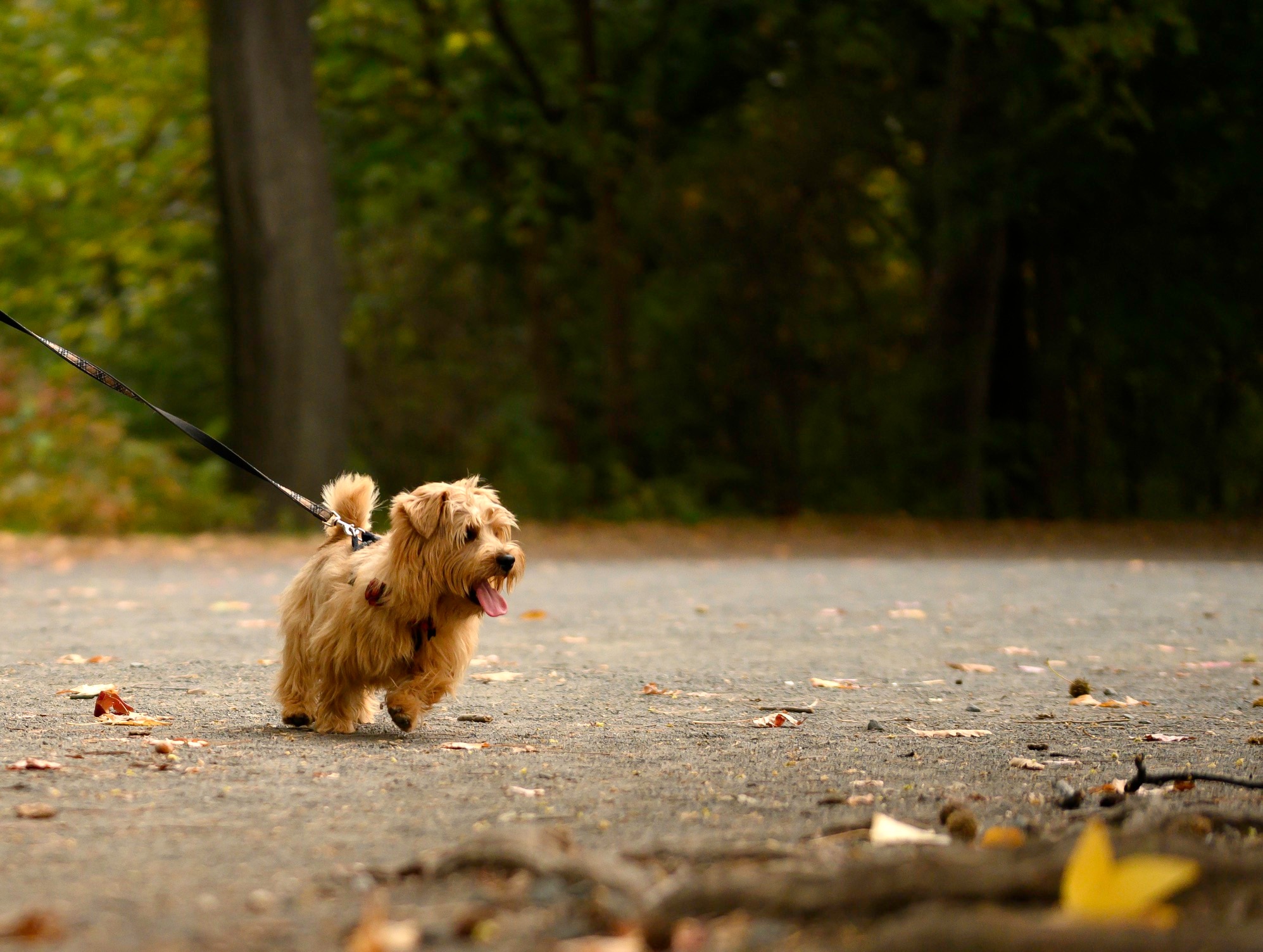 Norfolk Terrier marchant sur une LEASH