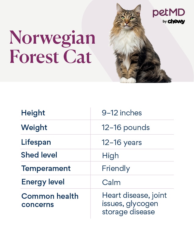 chart depicting the norwegian forest cat's breed characteristics