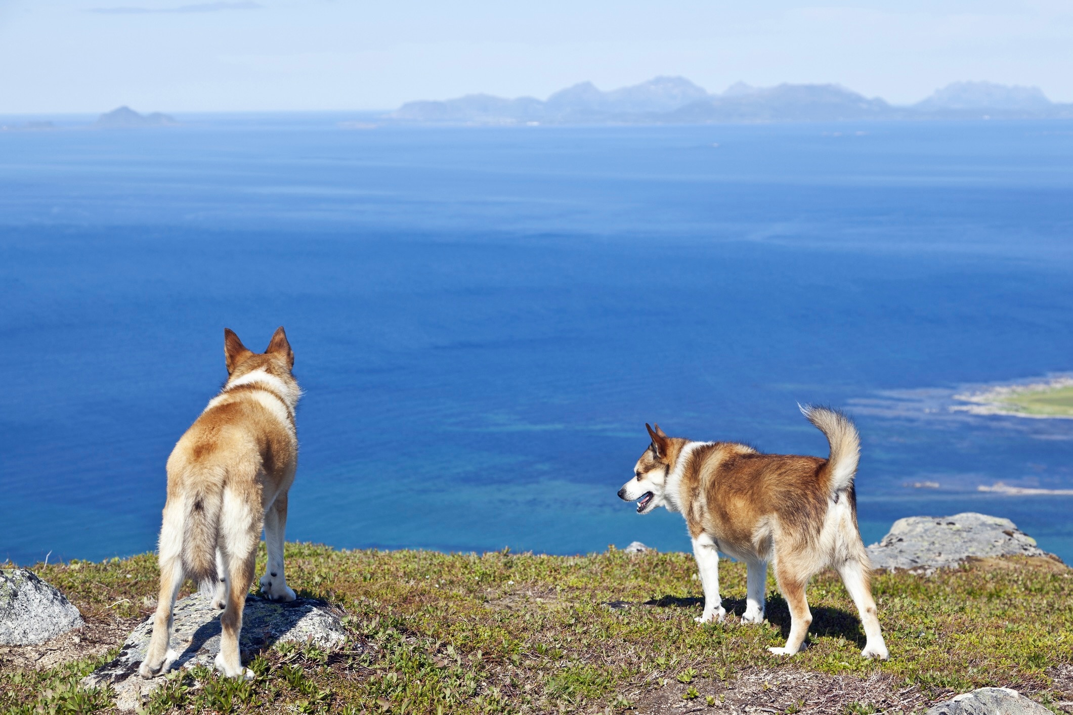 two norwegian lundehund dogs looking over the edge of a cliff on a seaside