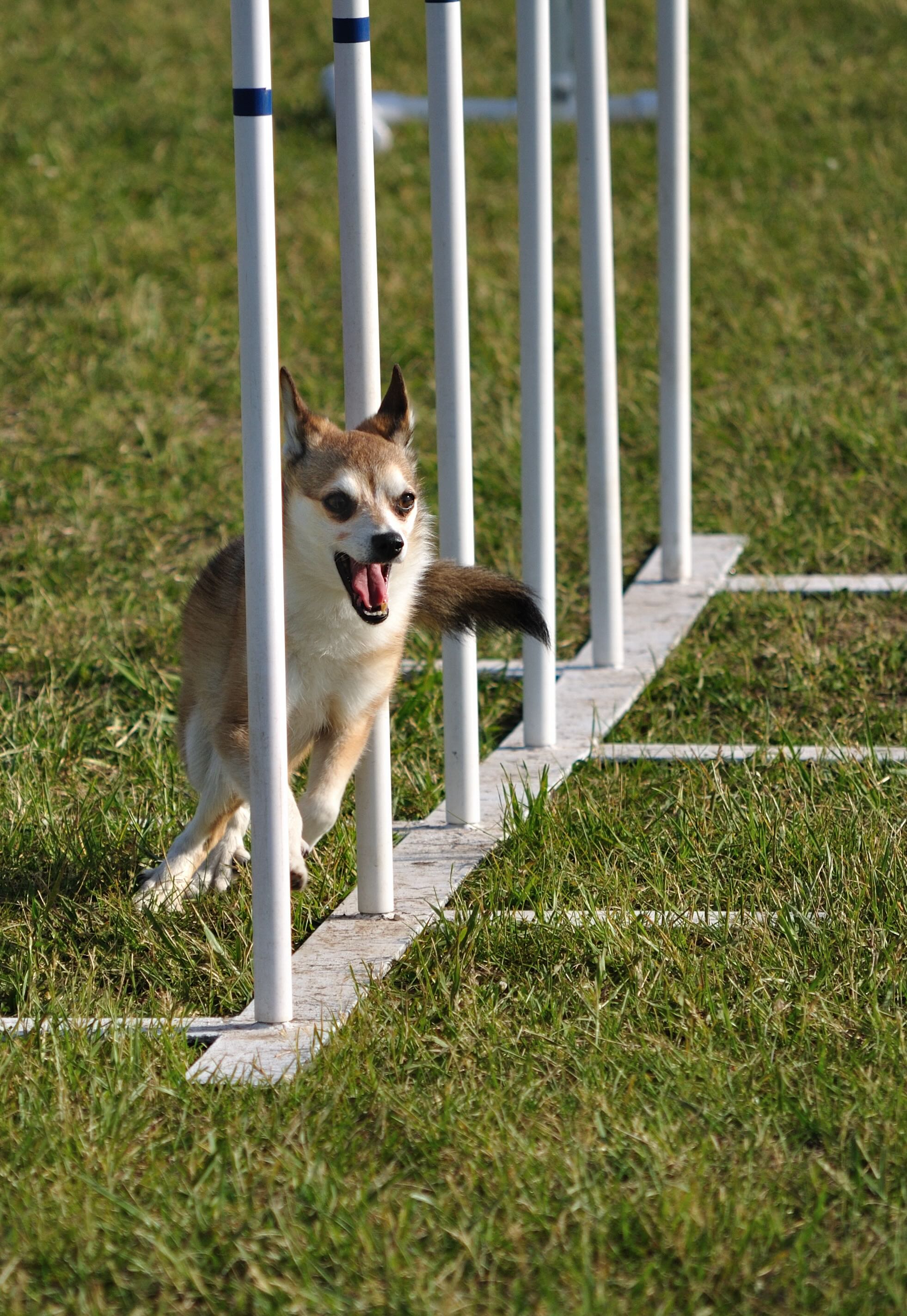 tan and white norwegian lundehund running through an agility course