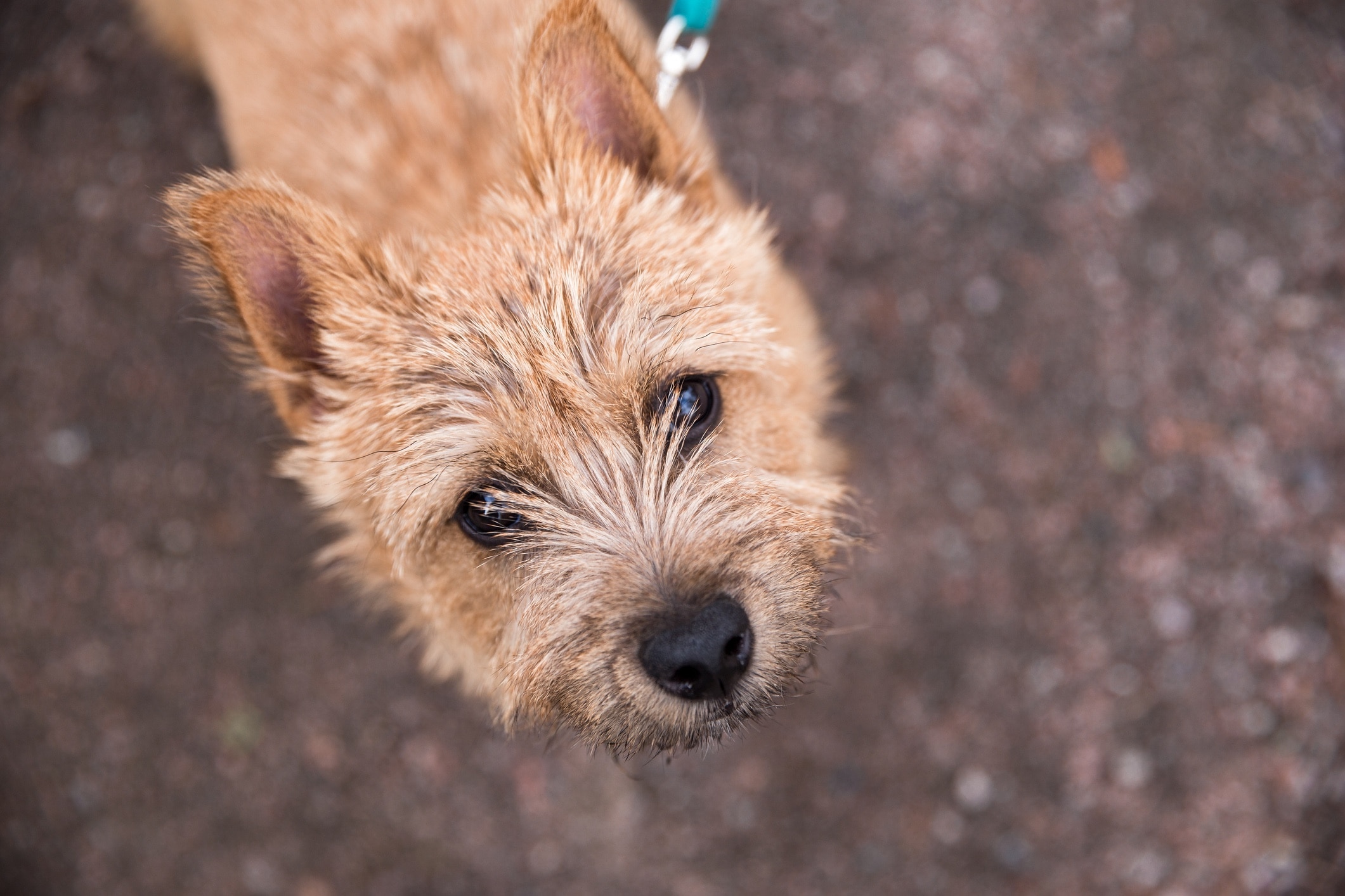 top view of a norwich terrier looking up