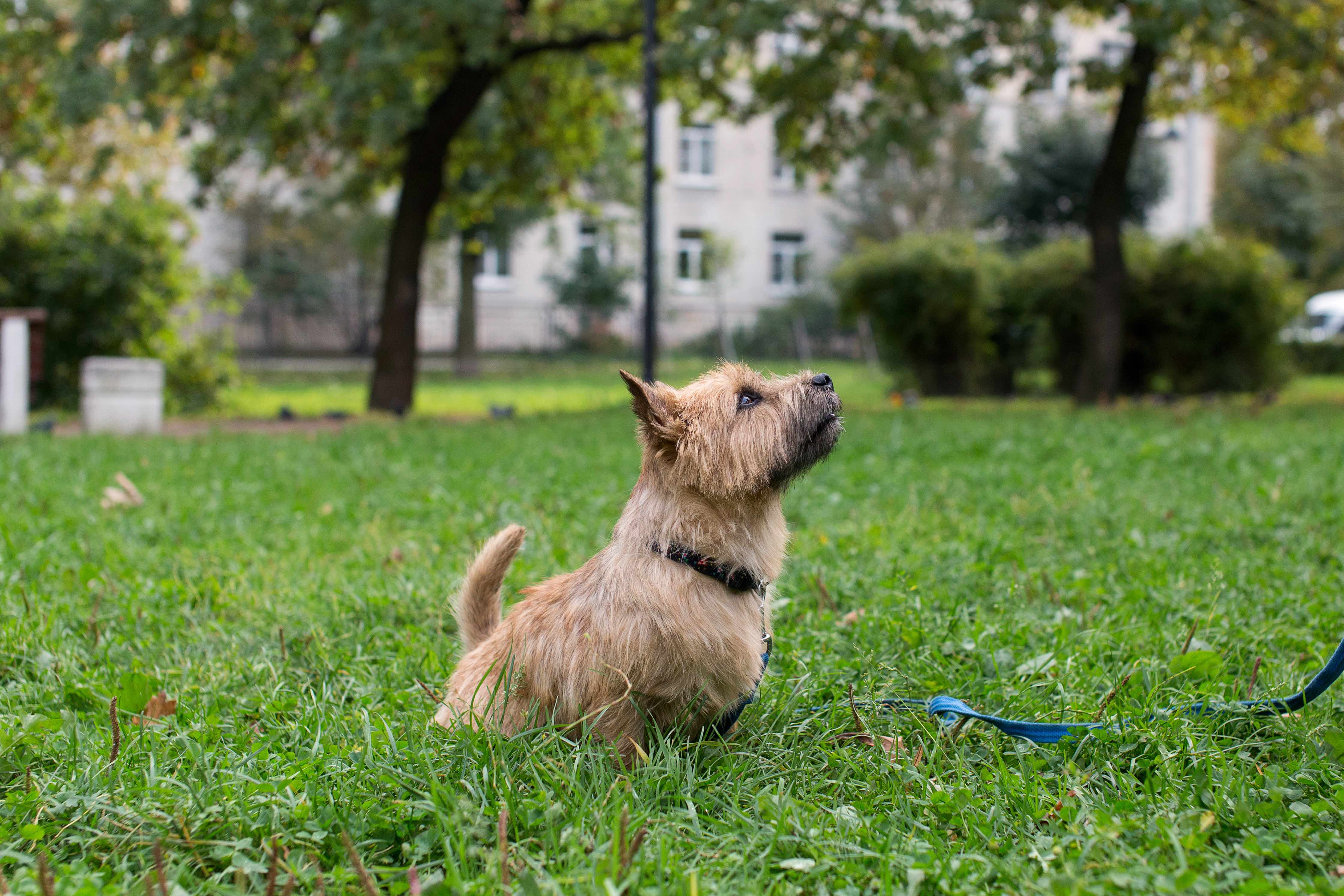 norwich terrier sitting in grass while on a leash