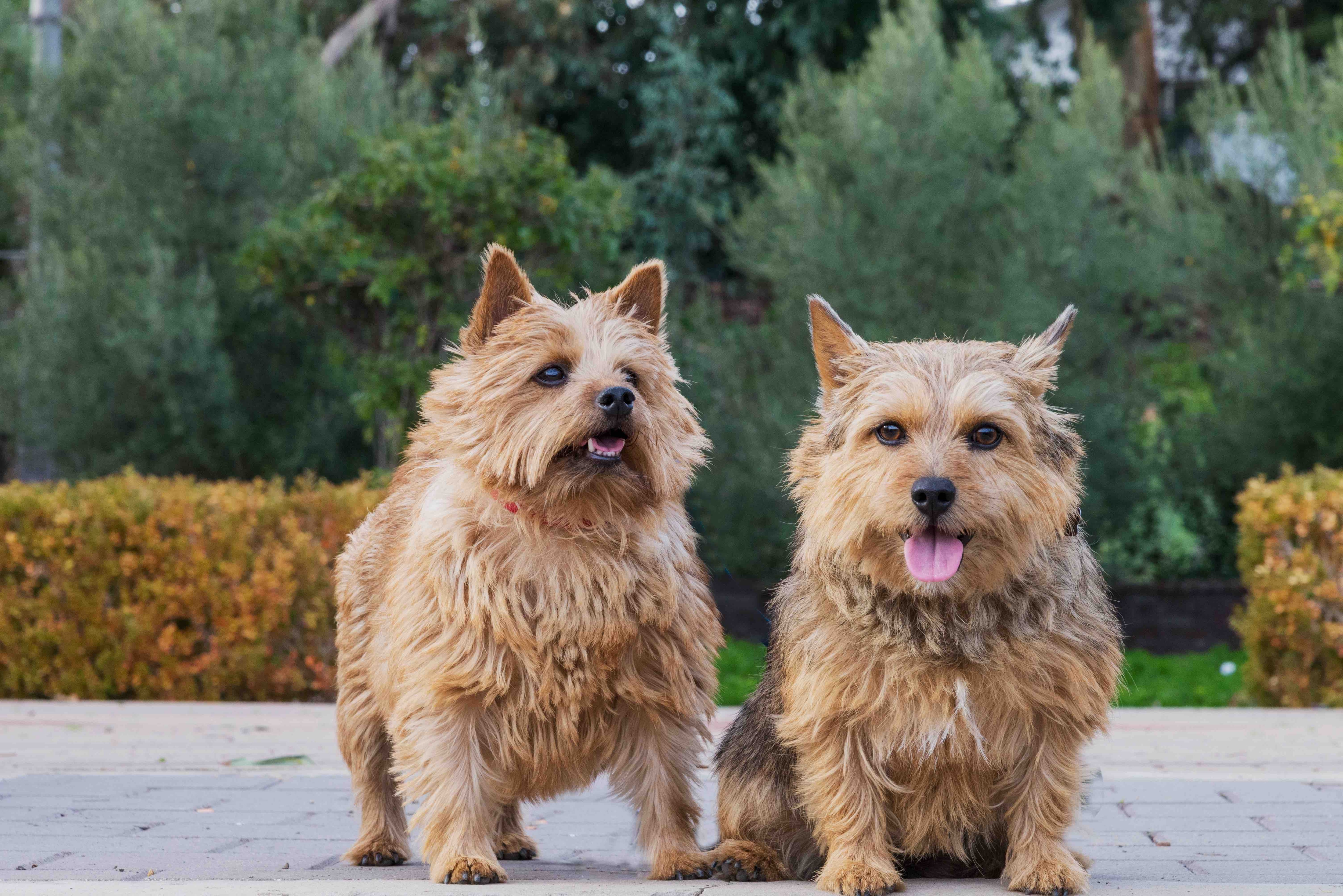 Norwich Terriers assis et en regardant la caméra