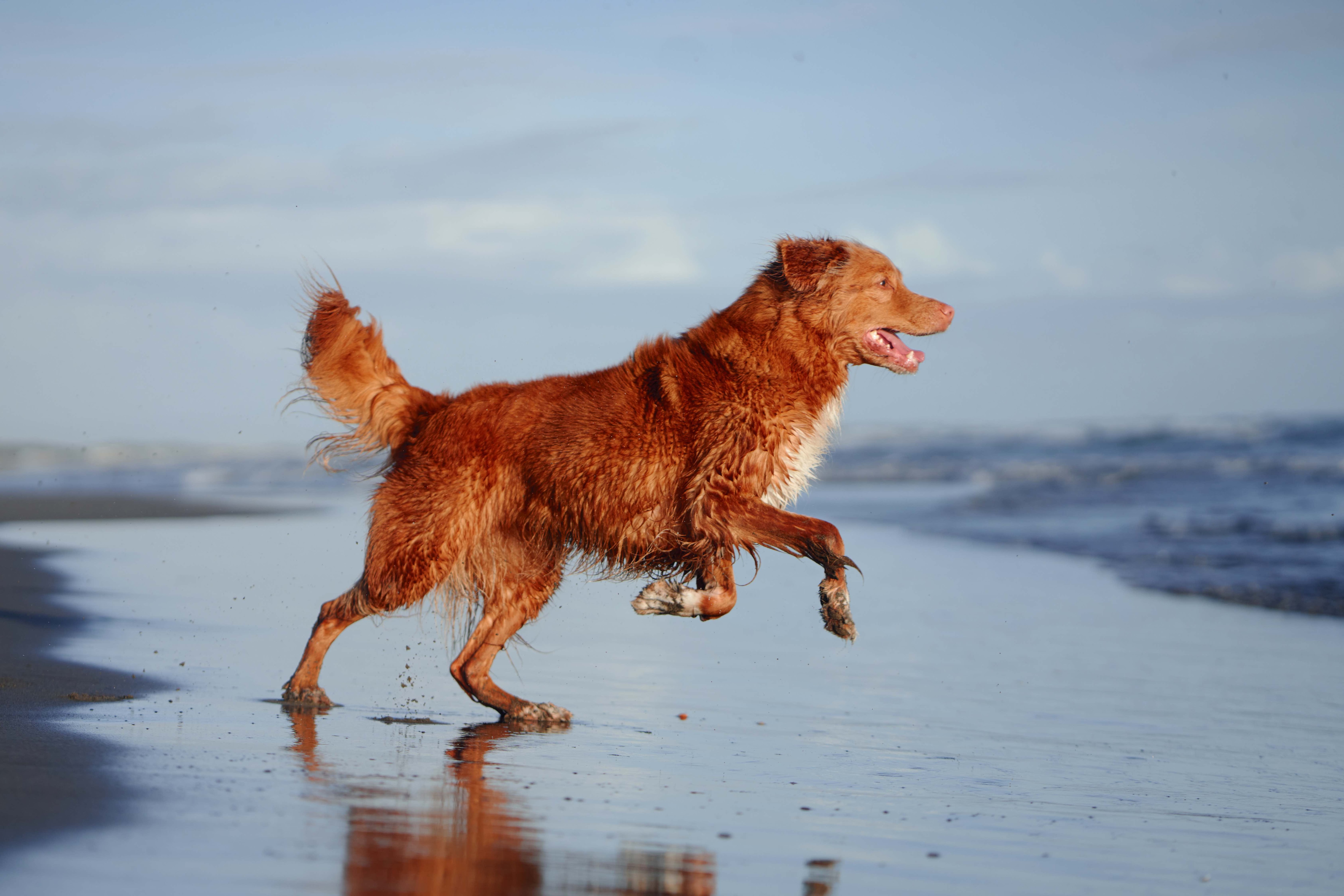 Nova scotia water sales dog