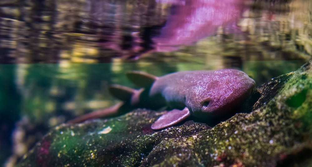 Nurse shark