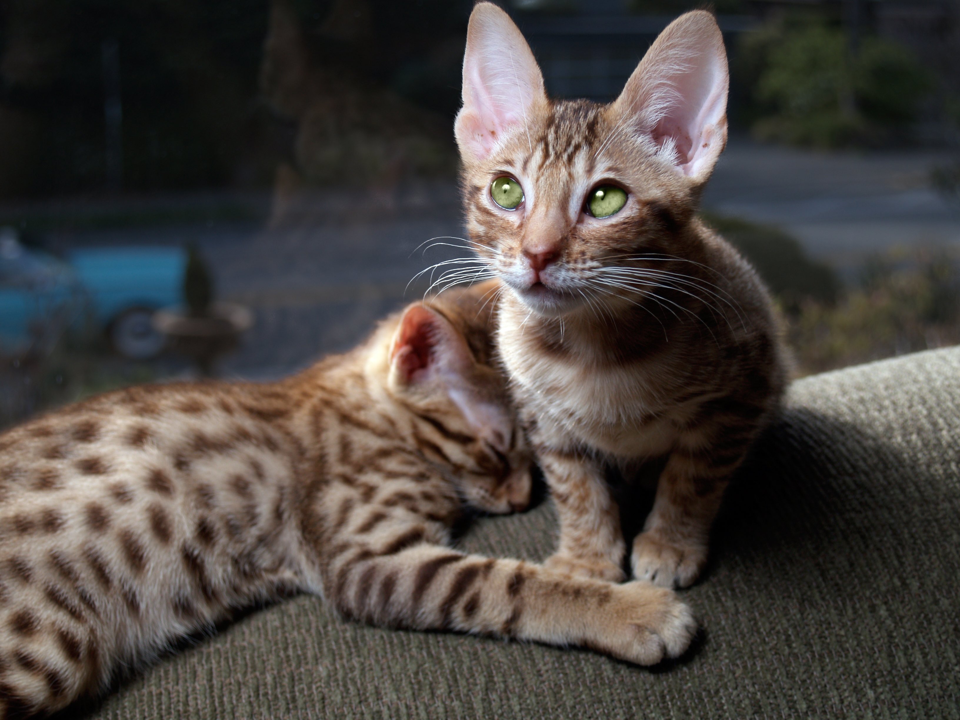 two ocicat kittens relaxing