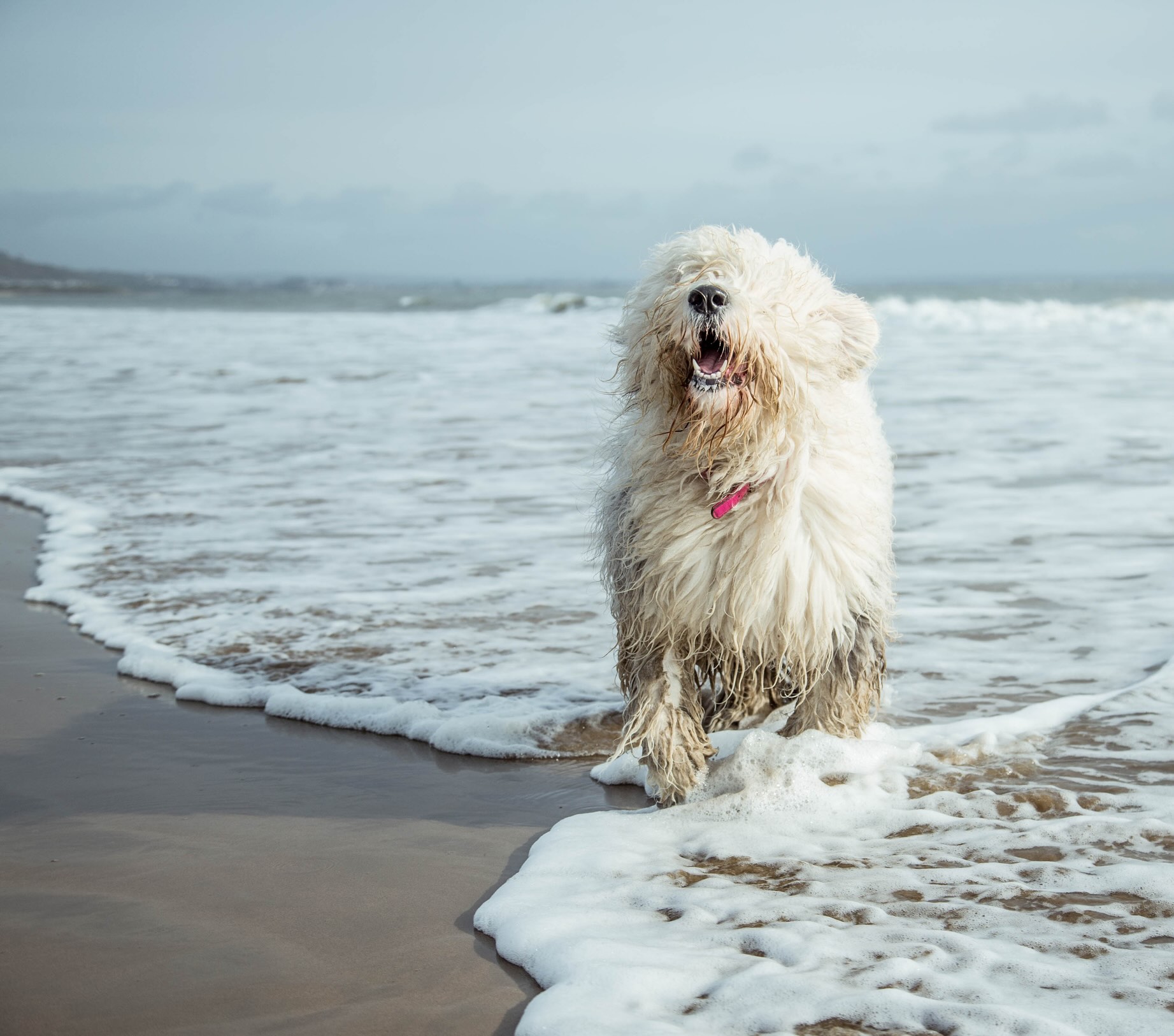 An Old English Sheepdog, a breed prone to arthritis, at the beach