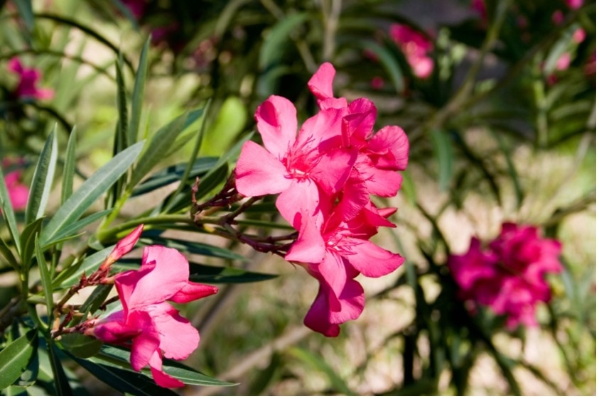 a pink oleander blooms.